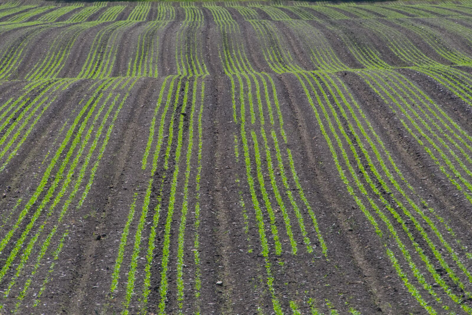Panasonic Lumix DMC-FZ2500 (Lumix DMC-FZ2000) sample photo. Agriculture, nature, field photography
