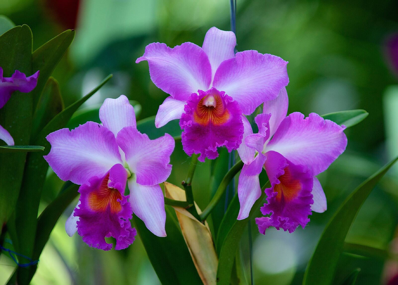 Nikon D700 sample photo. Flowers, orchids, orchid photography