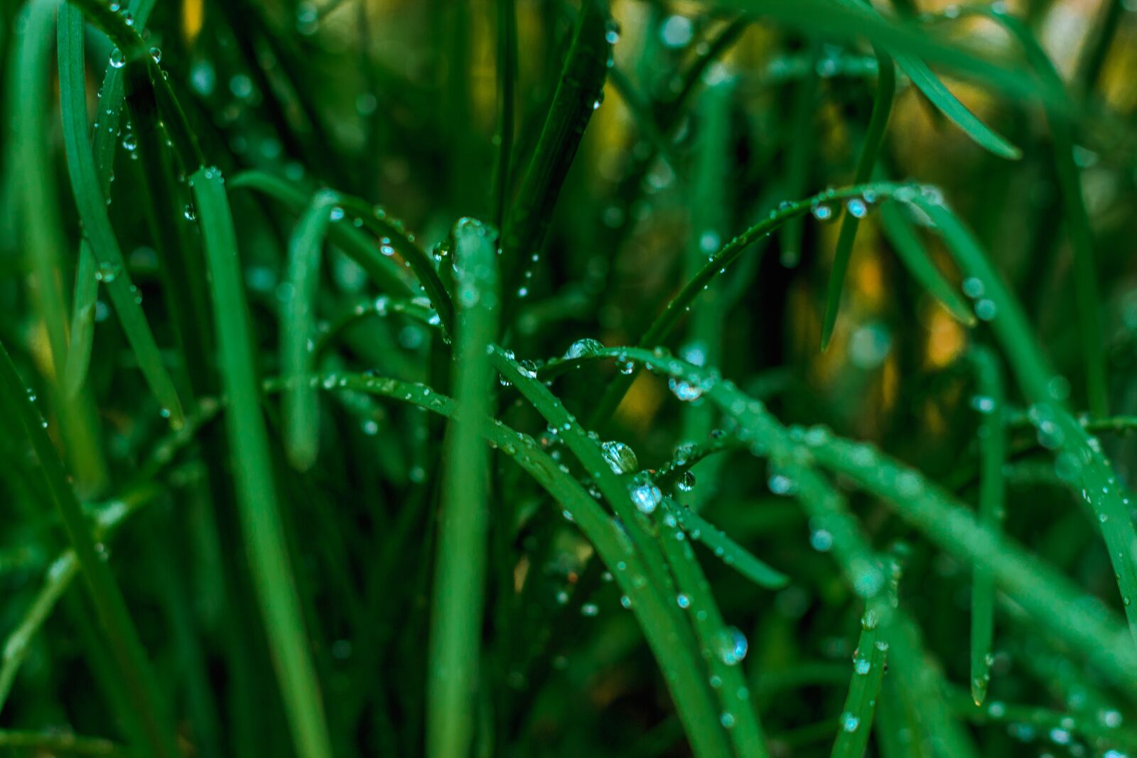 Canon EOS 700D (EOS Rebel T5i / EOS Kiss X7i) + Canon EF 50mm F1.8 STM sample photo. Blade, drops of water photography