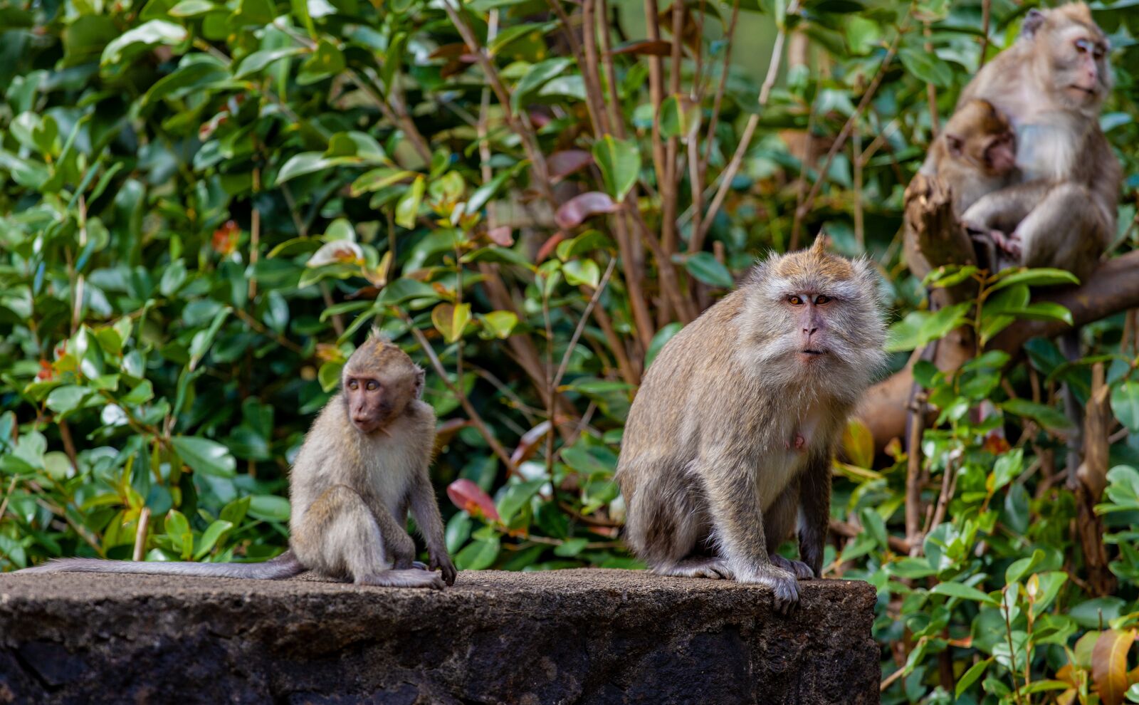 Canon EF 70-200mm F4L USM sample photo. Long tailed macaque, macaque photography
