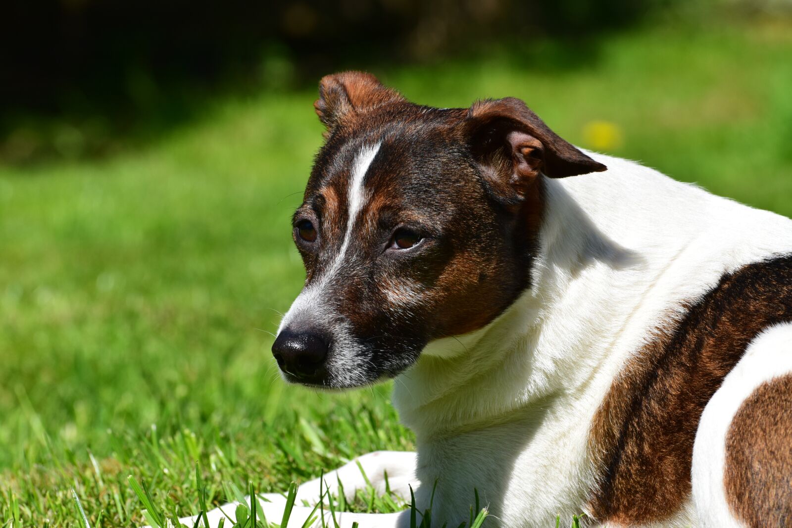 Nikon D5300 sample photo. Dog, concerns, hybrid photography
