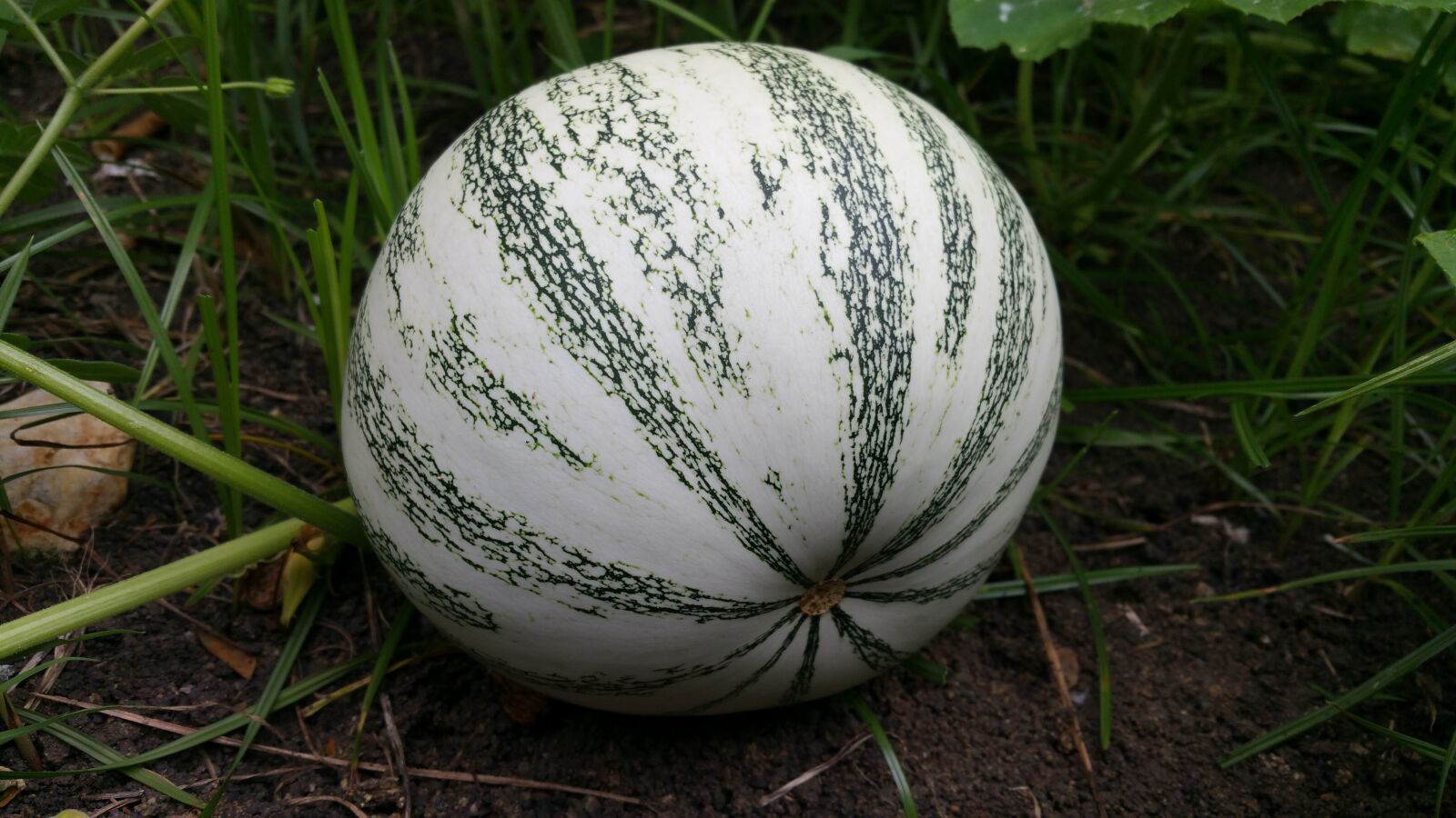 Samsung Galaxy Note4 sample photo. Green pumpkin, squash, fruit photography
