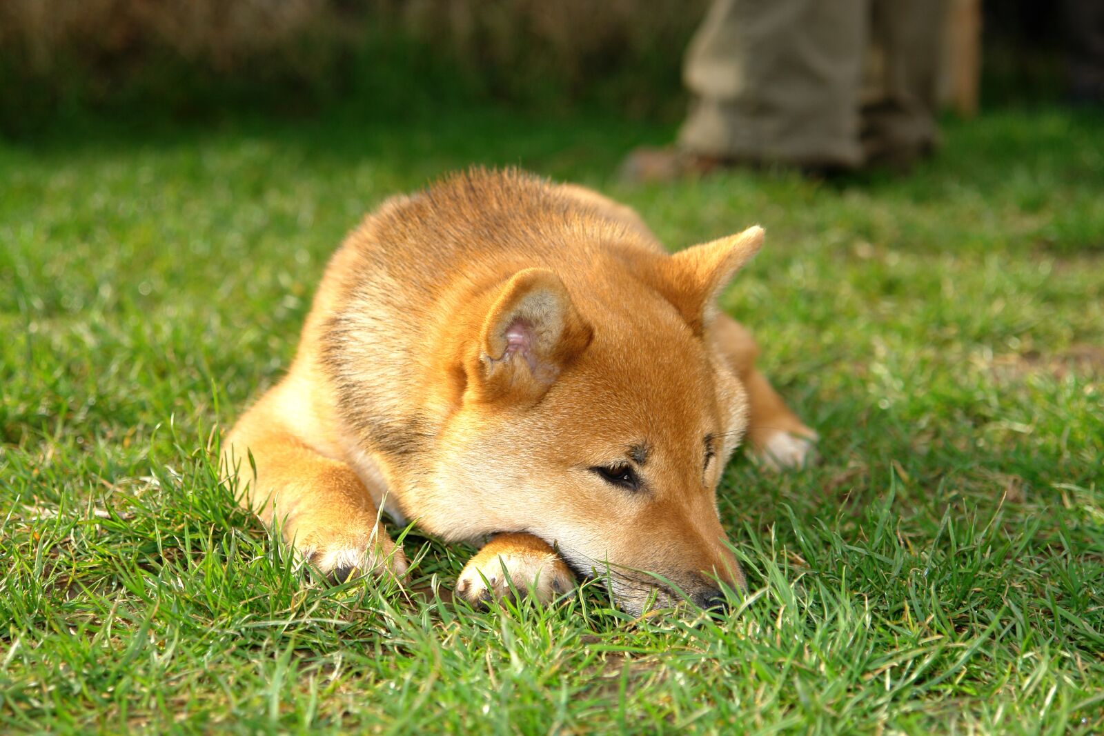 Sony DSC-R1 sample photo. Shiba inu, inu, dog photography