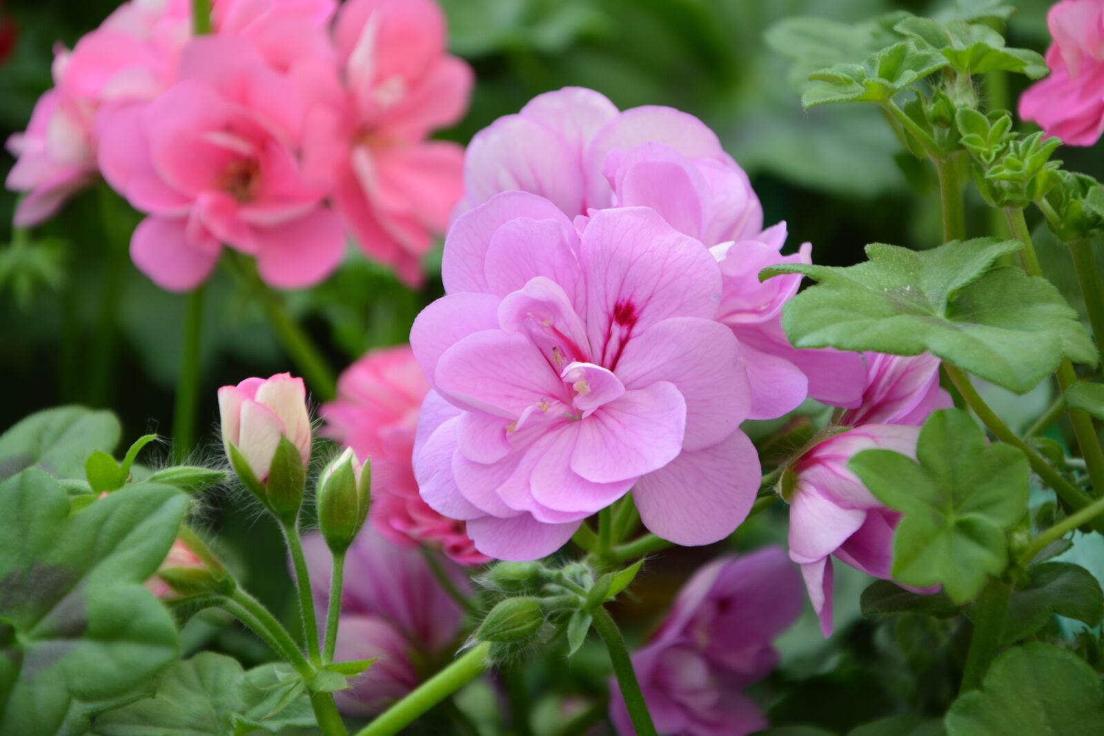 Nikon D5200 sample photo. Flower, garden, plant photography