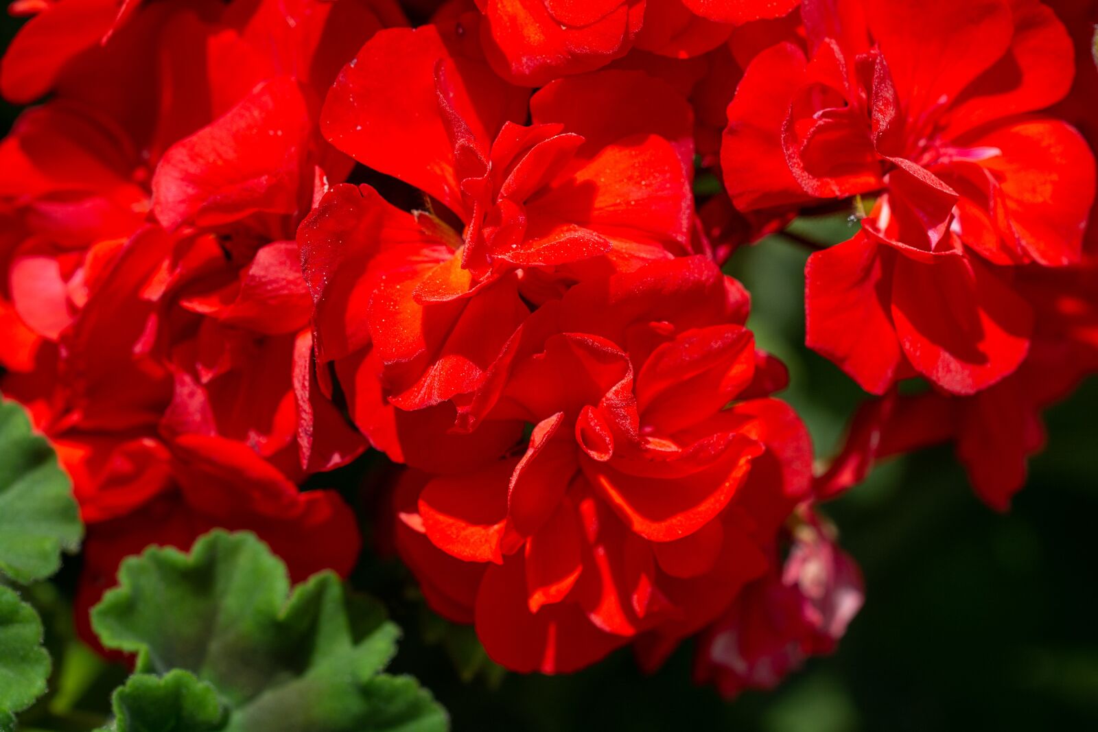 Nikon D7100 sample photo. Geranium, red, red geraniums photography