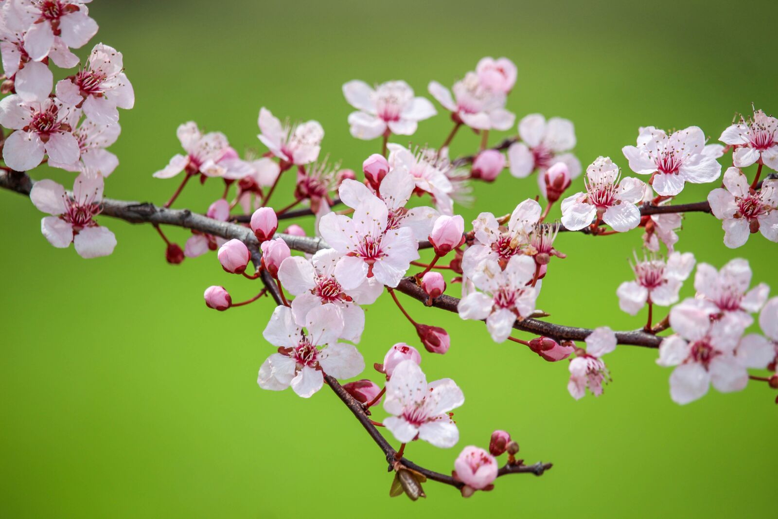 Canon EOS 700D (EOS Rebel T5i / EOS Kiss X7i) sample photo. Flower, nature, cherry photography