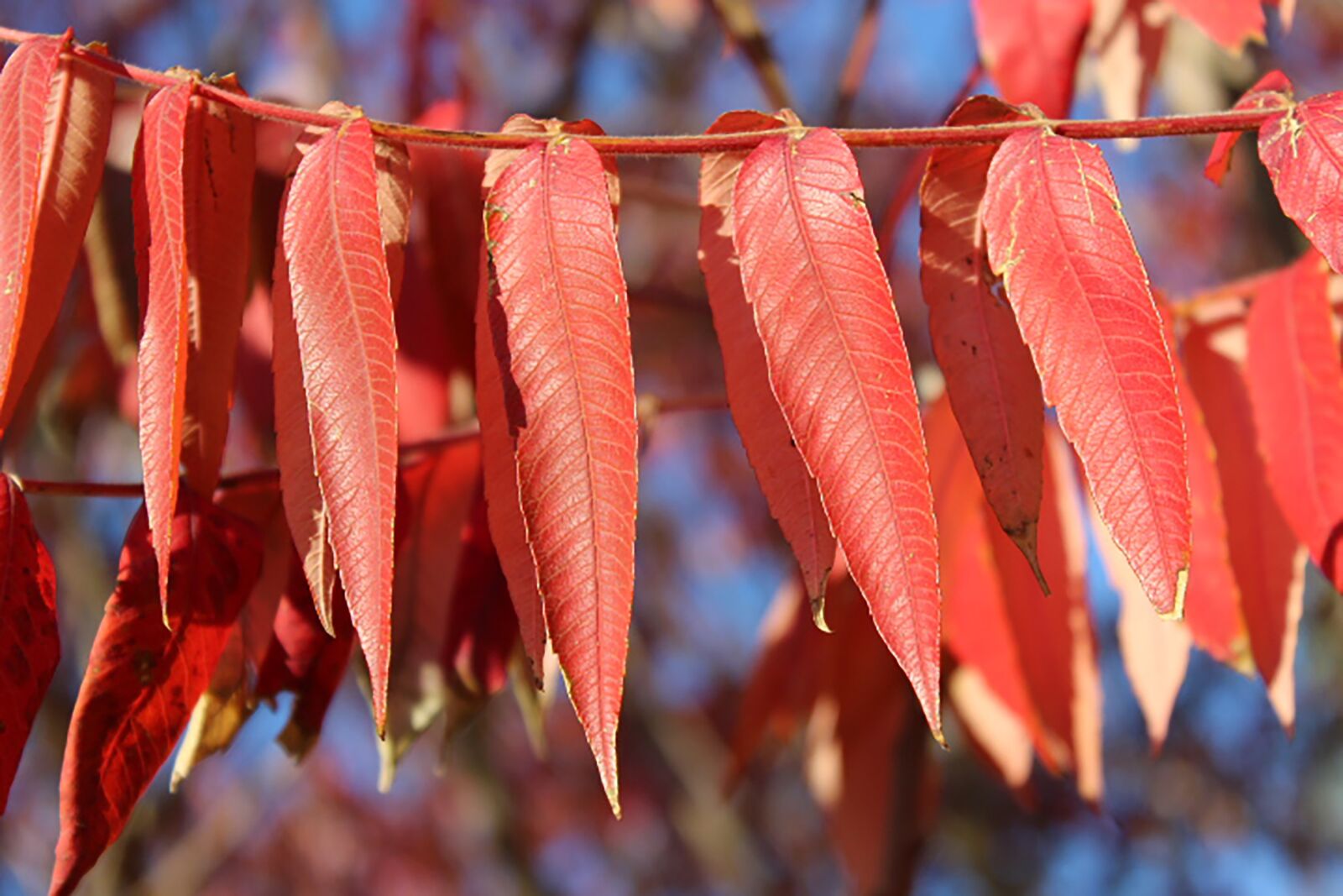Canon EOS 600D (Rebel EOS T3i / EOS Kiss X5) sample photo. Autumn, leaves, rhus photography