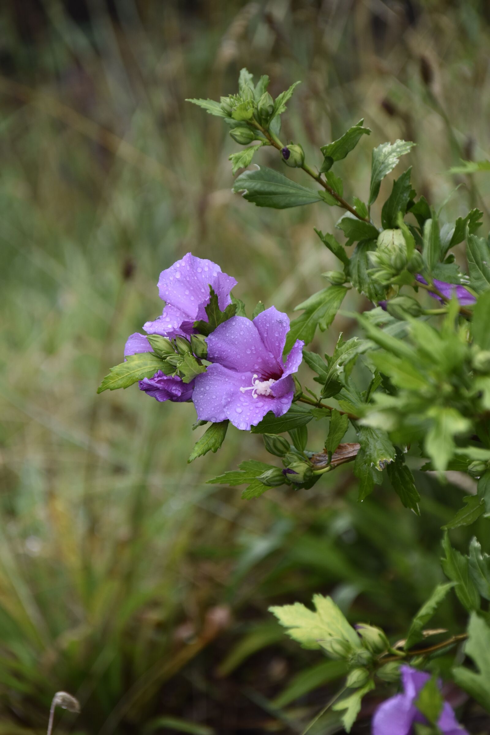 Nikon D5600 sample photo. Flower hibiscus, hibiscus purple photography