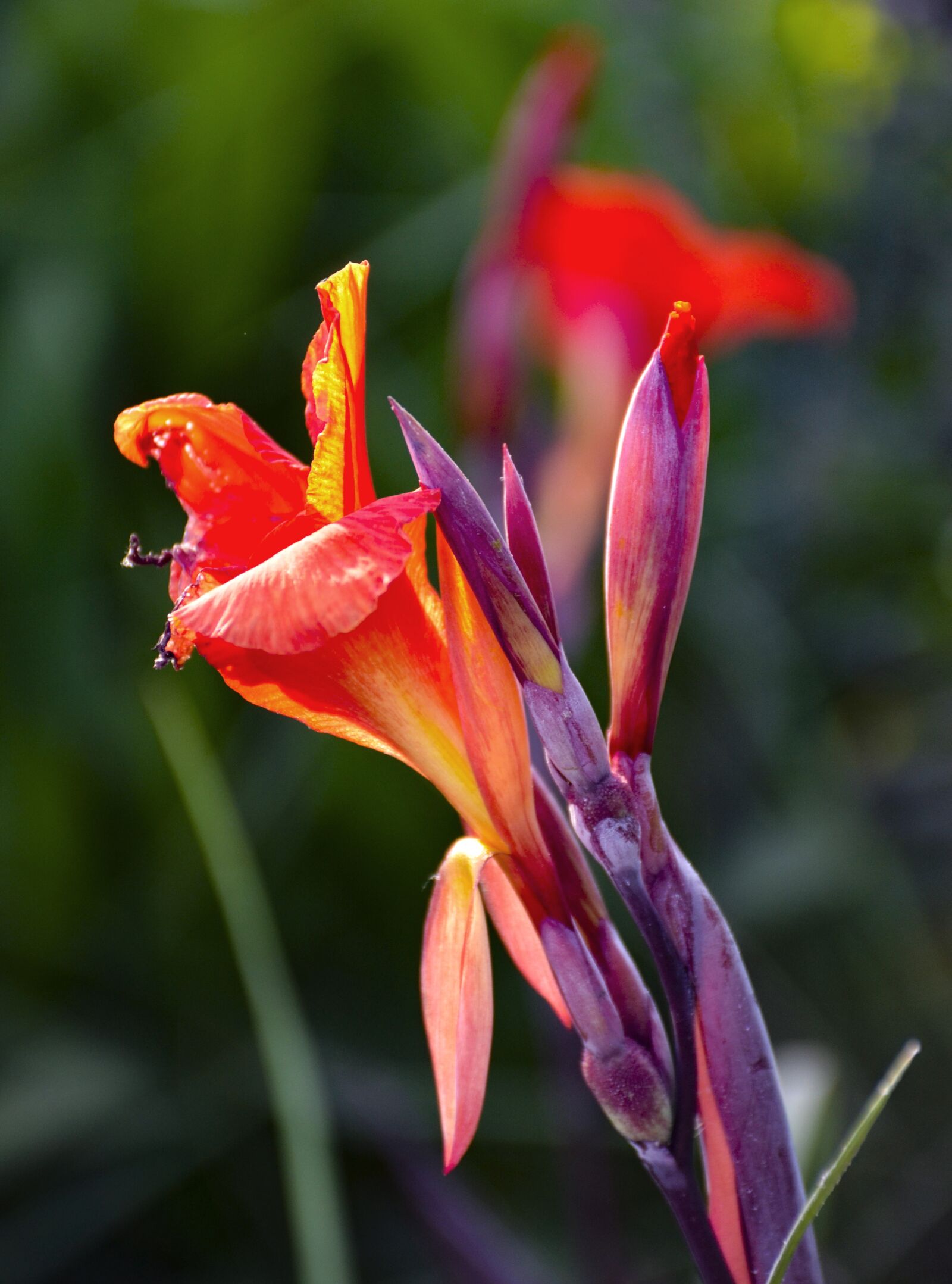 Nikon D7000 sample photo. Red, flower, close up photography