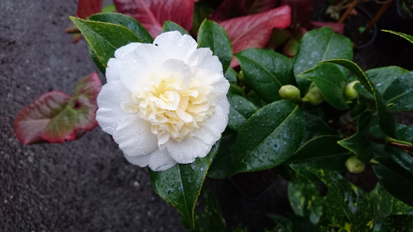 Sony Xperia Z5 sample photo. Camellia, brushfield, yellow photography