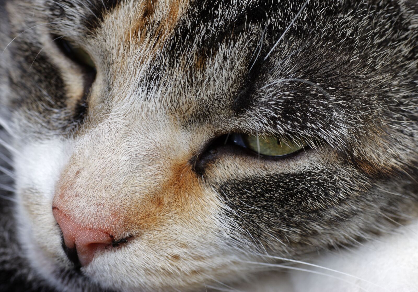 Canon EOS 40D sample photo. Cat, animal, dynamics photography