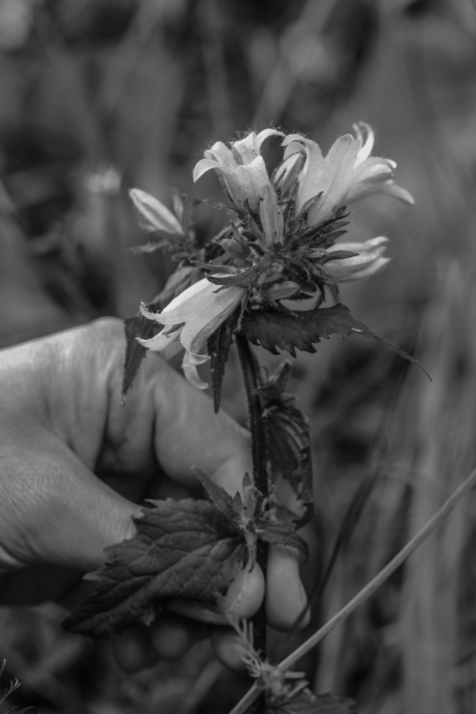 Canon EOS 7D Mark II sample photo. Wild flower, hand, flower photography