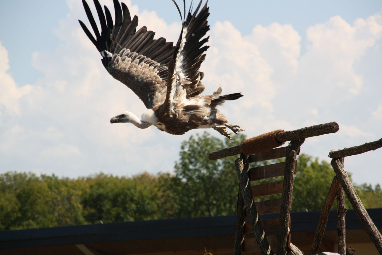 Canon EOS 1000D (EOS Digital Rebel XS / EOS Kiss F) sample photo. Raptors, falcon, bird photography