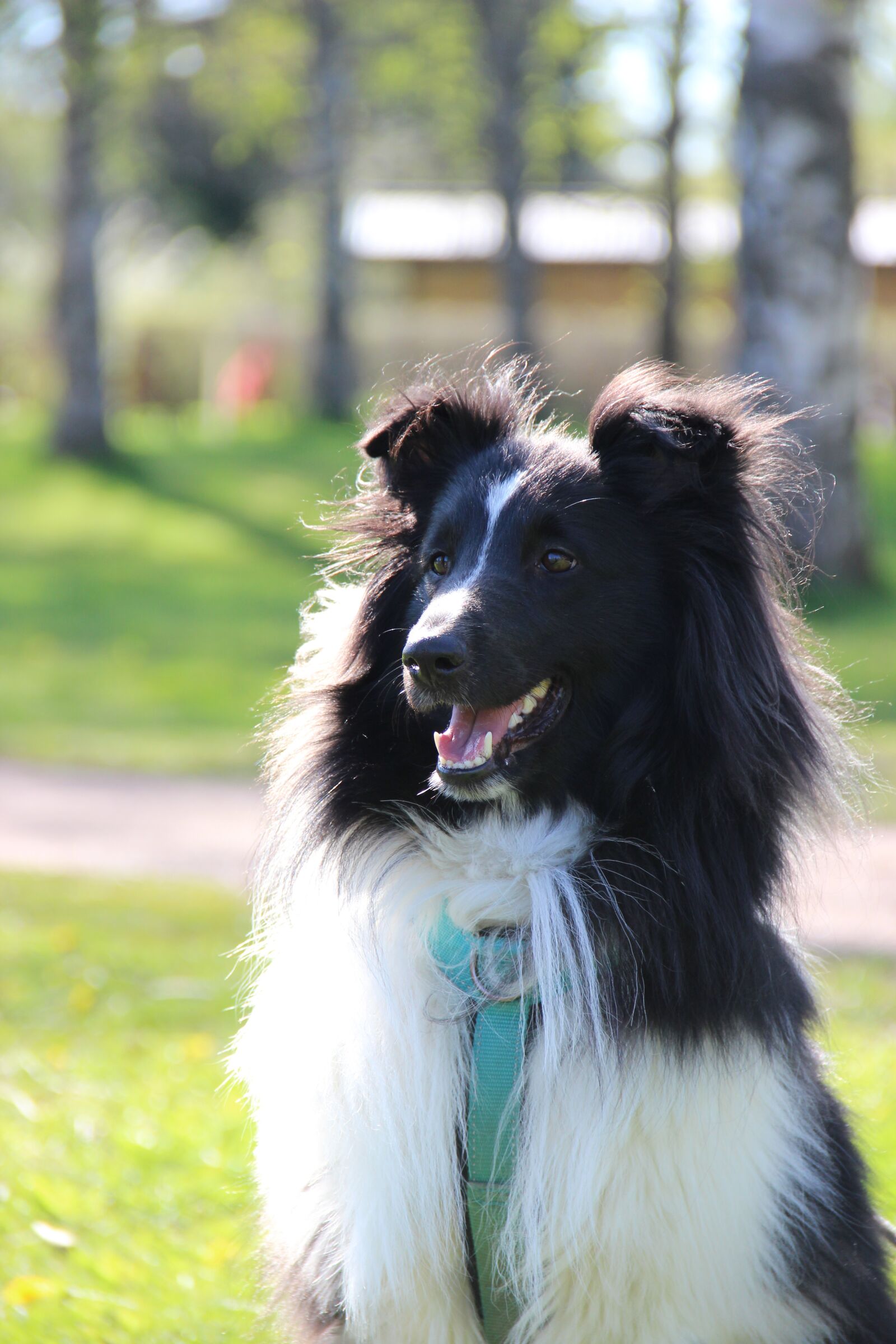 Canon EF-S 18-135mm F3.5-5.6 IS sample photo. Dog, shetland sheppard, sheltie photography