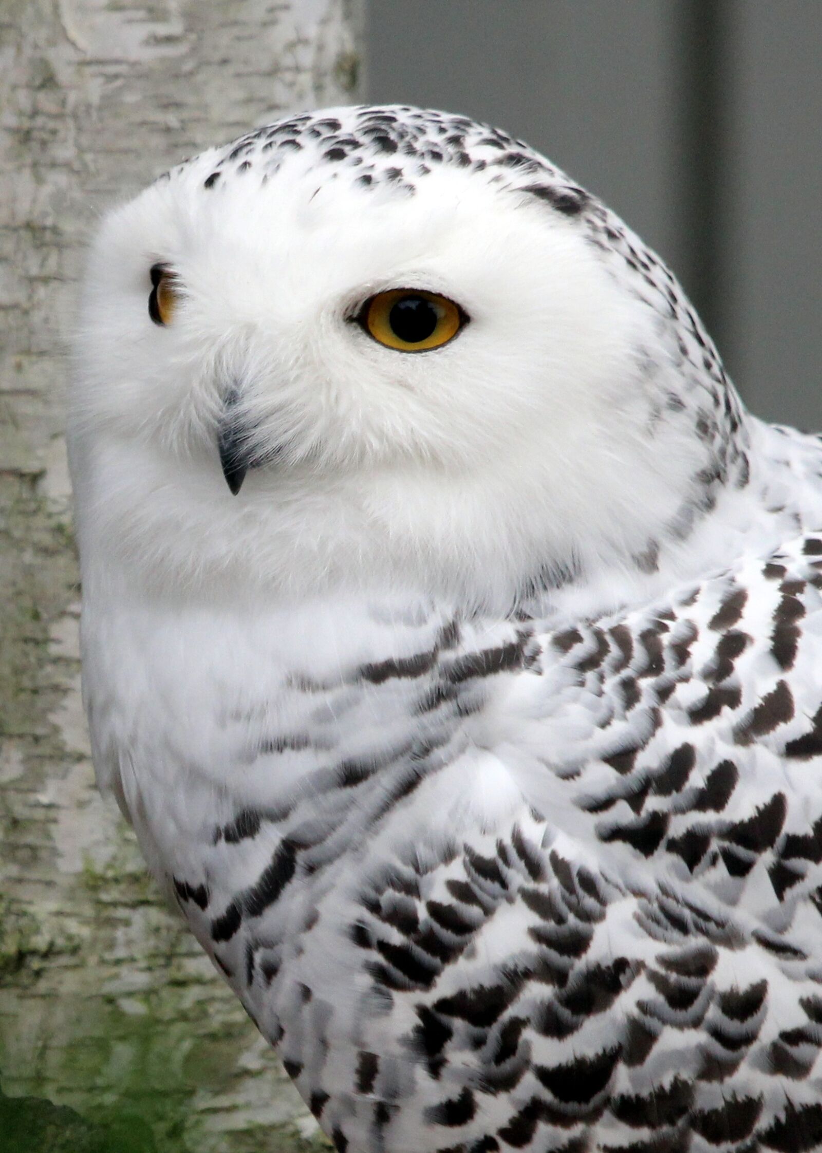 Canon EF-S 55-250mm F4-5.6 IS STM sample photo. Snowy owl, owl, bird photography