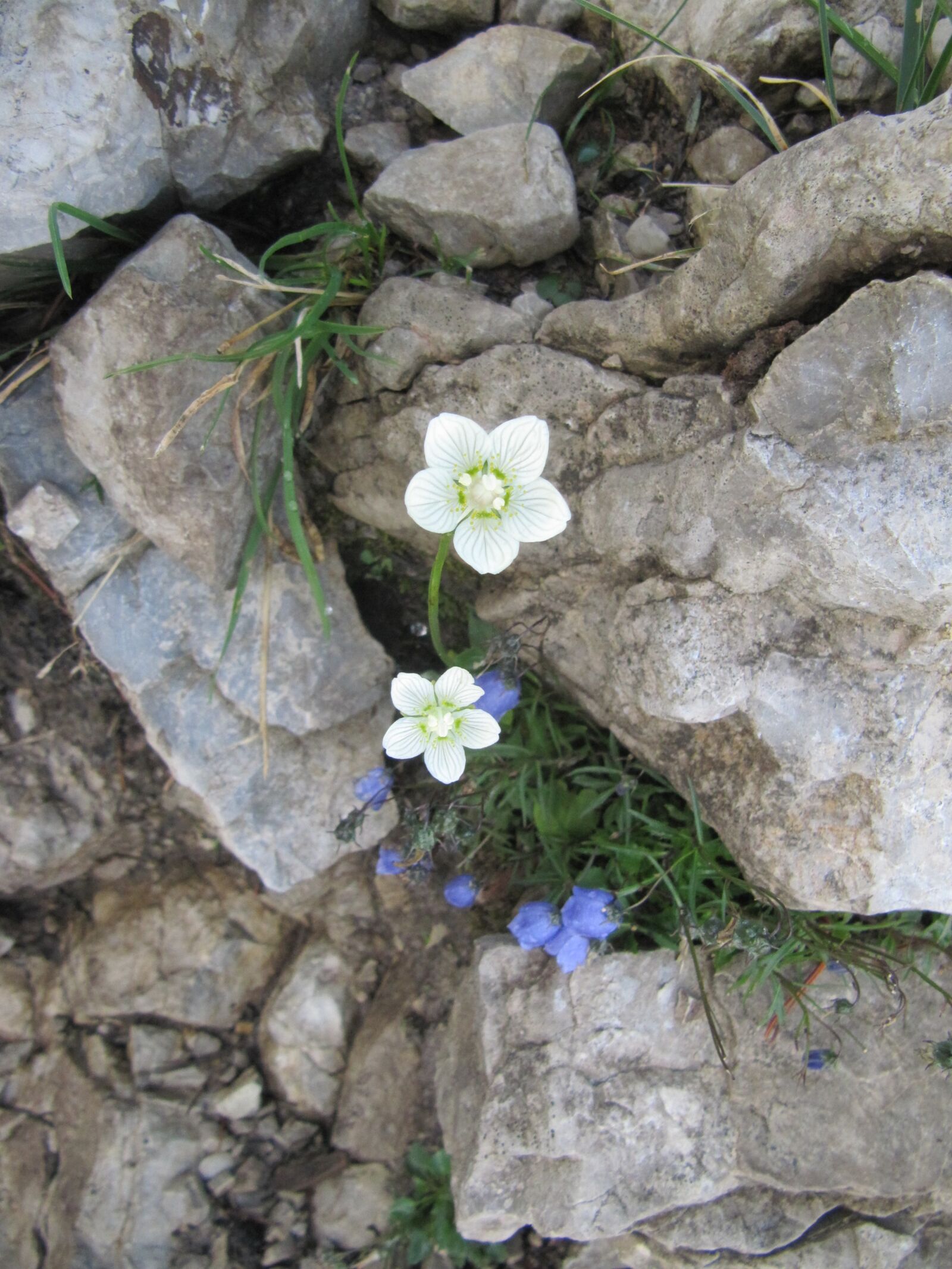 Canon PowerShot SX200 IS sample photo. Flower, allgäu, mountains photography