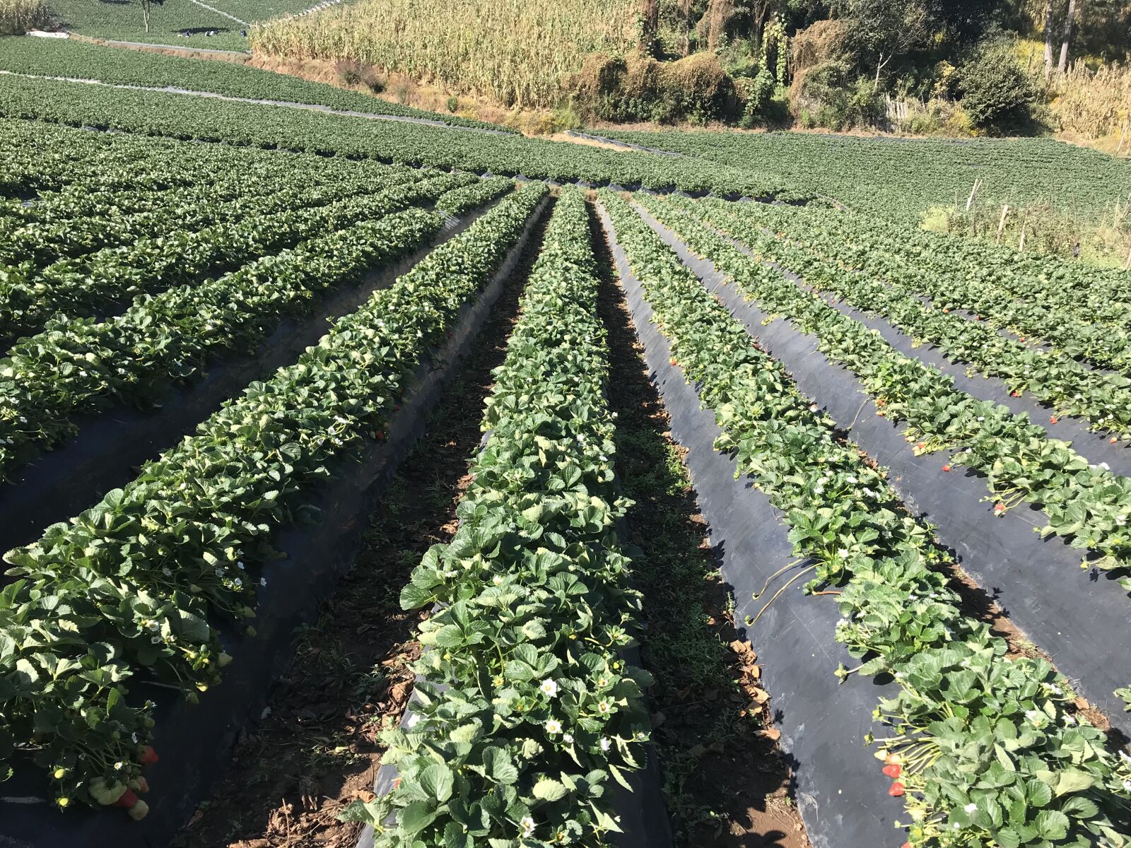 iPhone 7 Plus back dual camera 3.99mm f/1.8 sample photo. Planting, strawberry, harvest photography