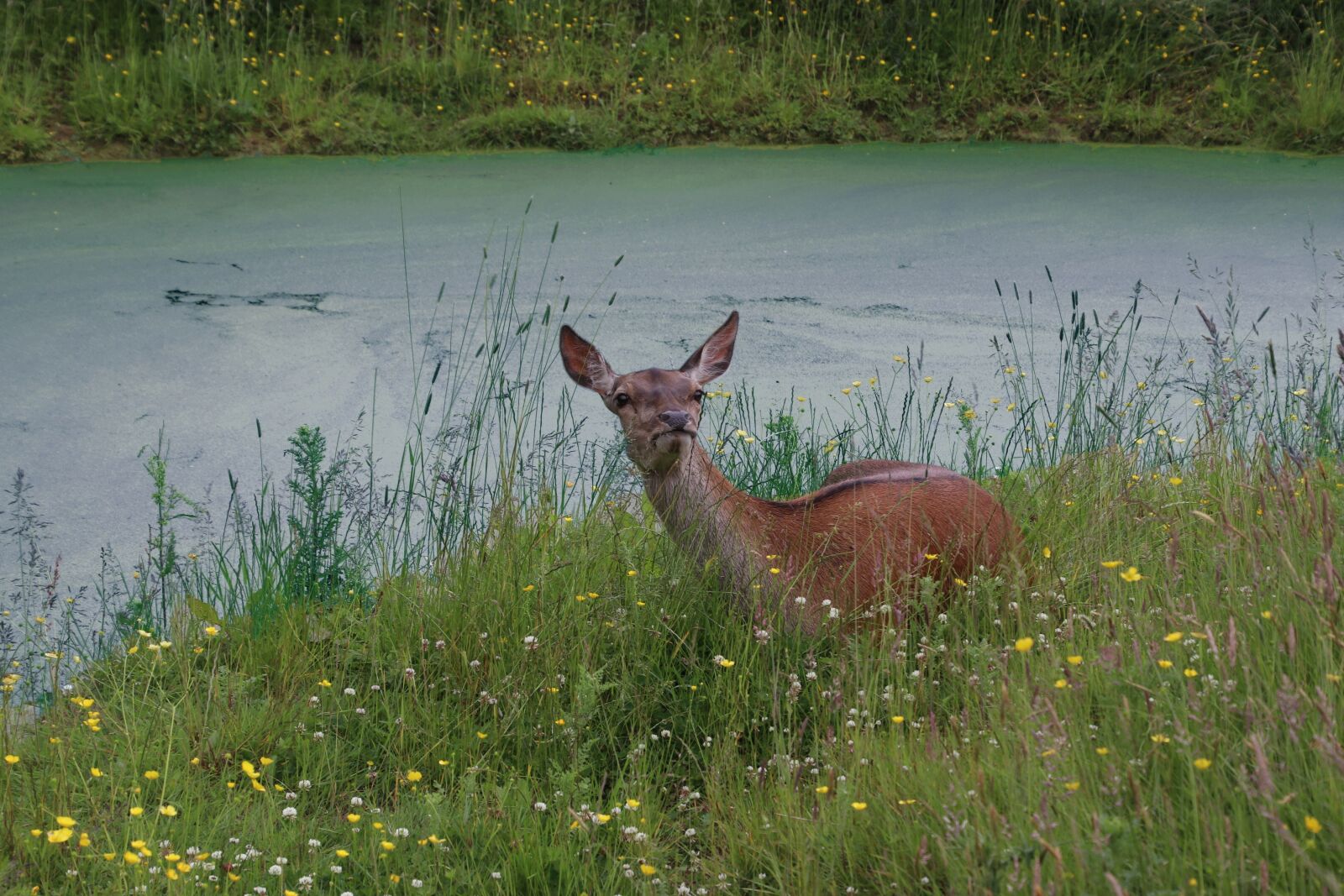 Canon EOS 80D sample photo. Roe deer, deer, wildlife photography