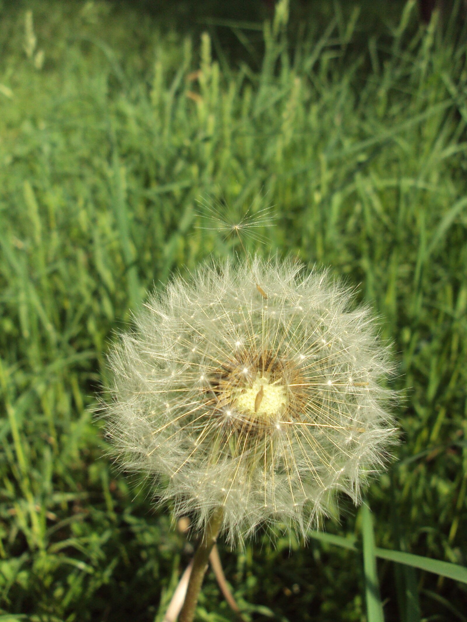 Sony DSC-S950 sample photo. Dandelion, seed, flower photography