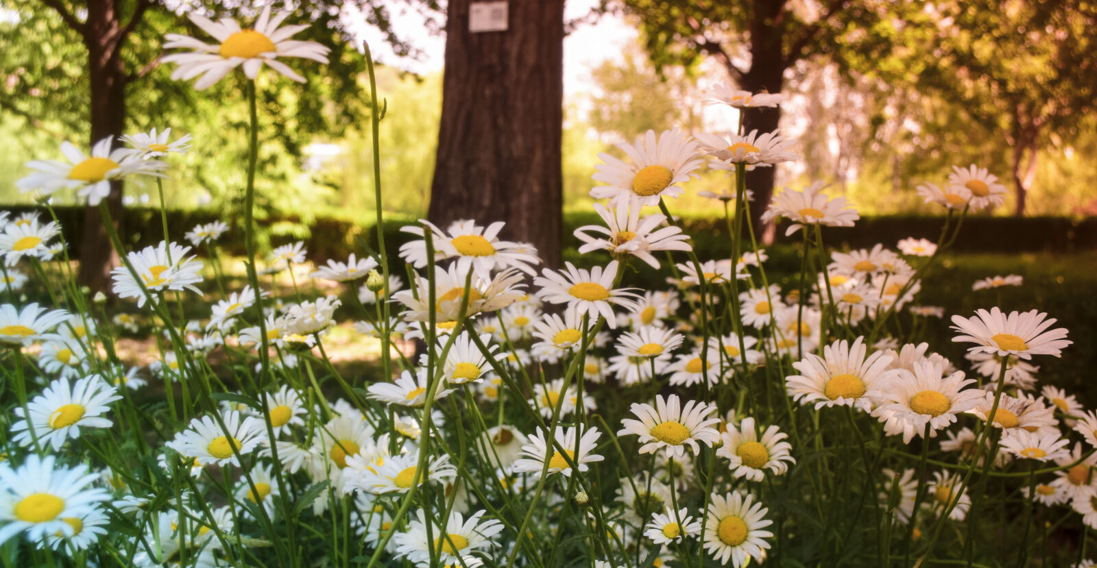 Nikon D5300 sample photo