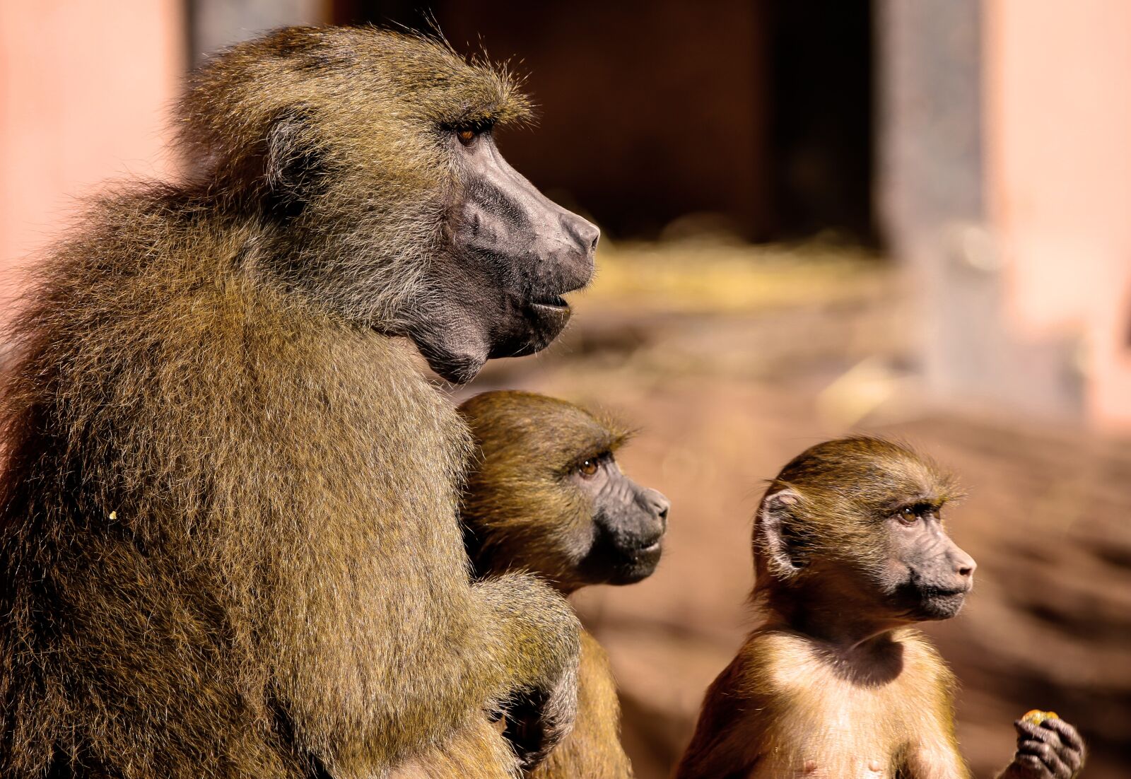Tamron SP 150-600mm F5-6.3 Di VC USD sample photo. Animal, ape, baboon photography
