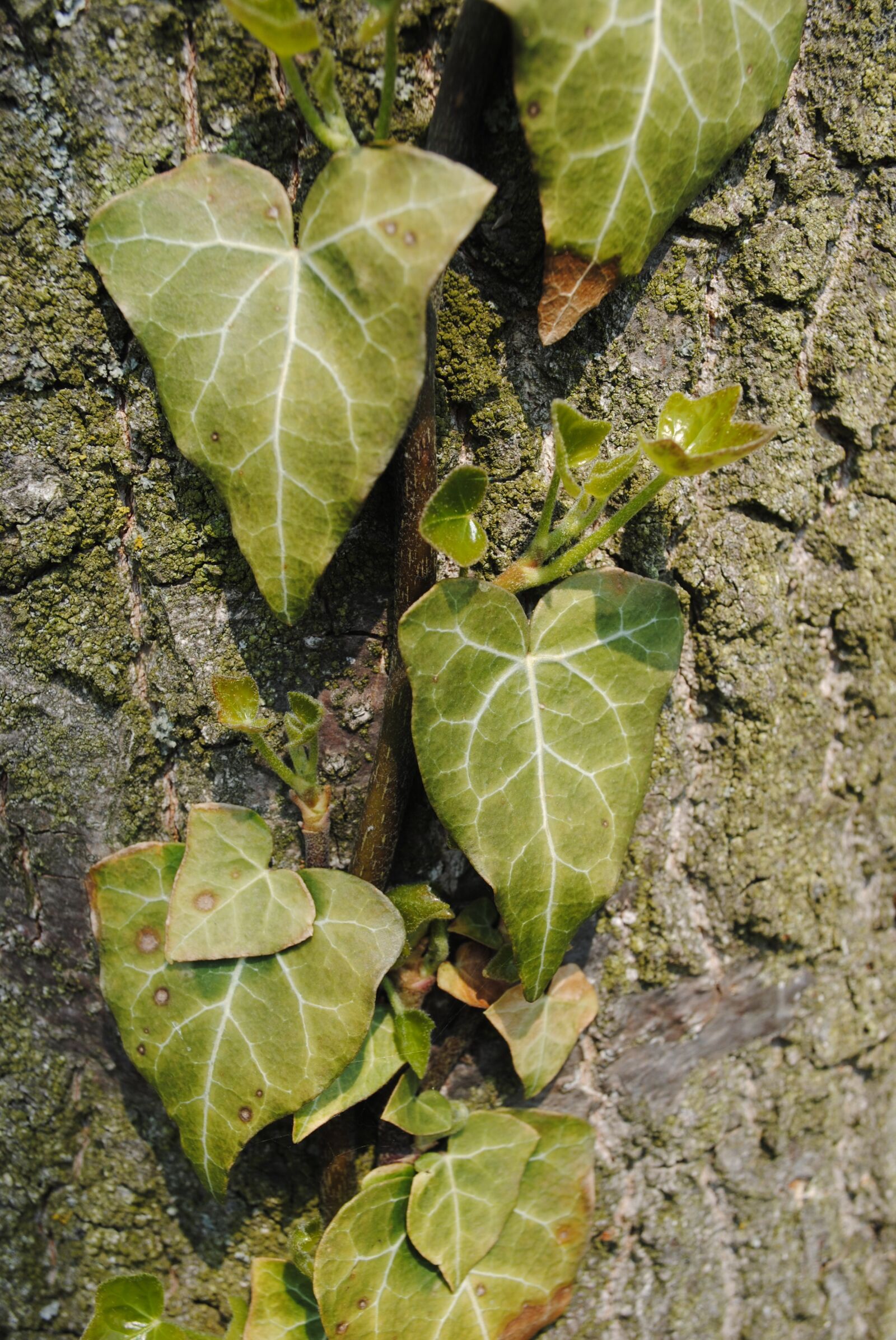 Nikon D3000 sample photo. Nature, creeper, foliage photography