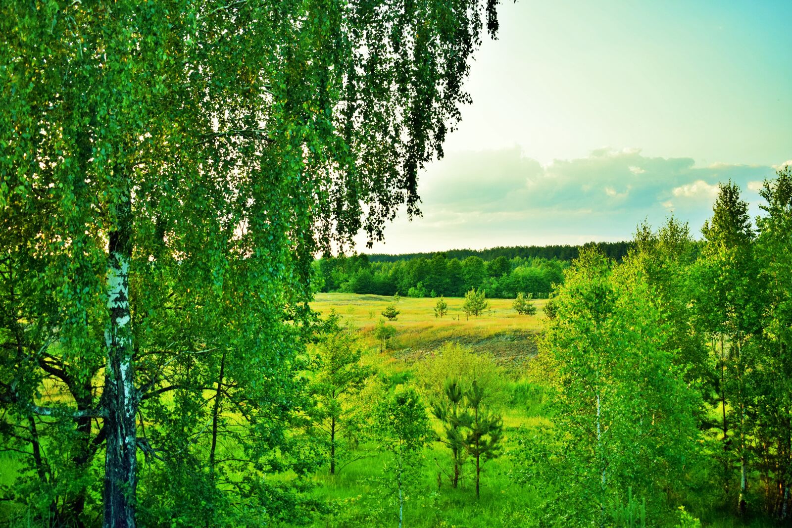 Nikon D3300 sample photo. Briansk, birch, forest photography
