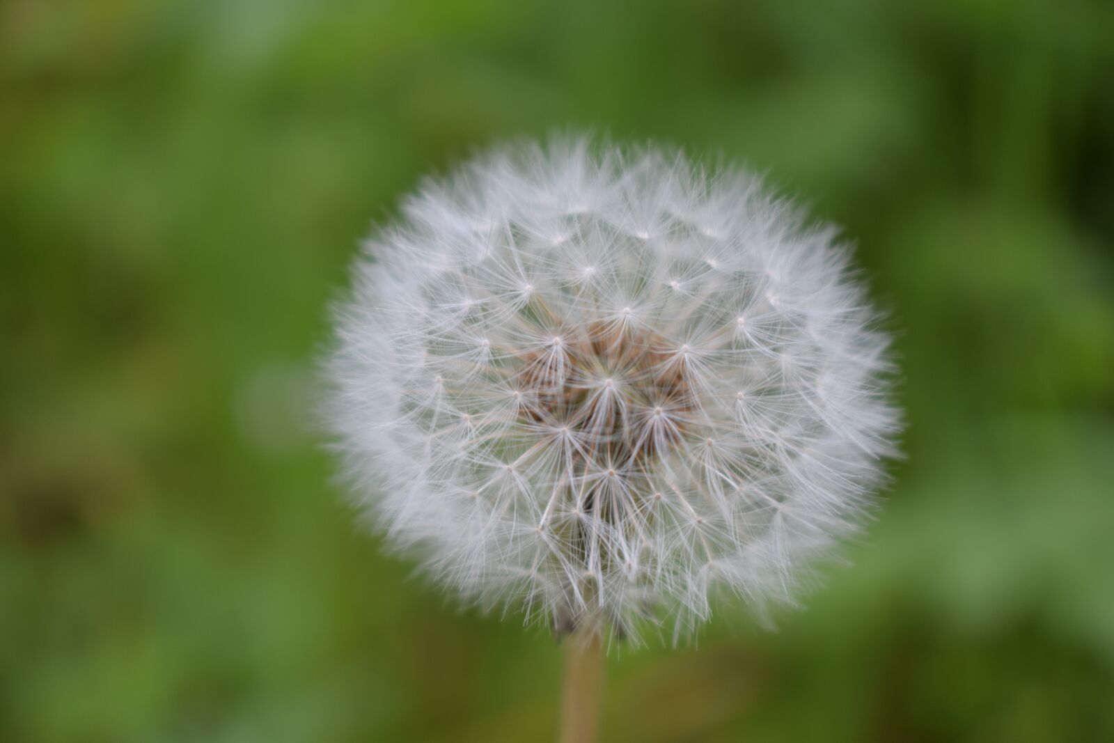 Nikon D3300 sample photo. Closeup, dandelion, weed photography