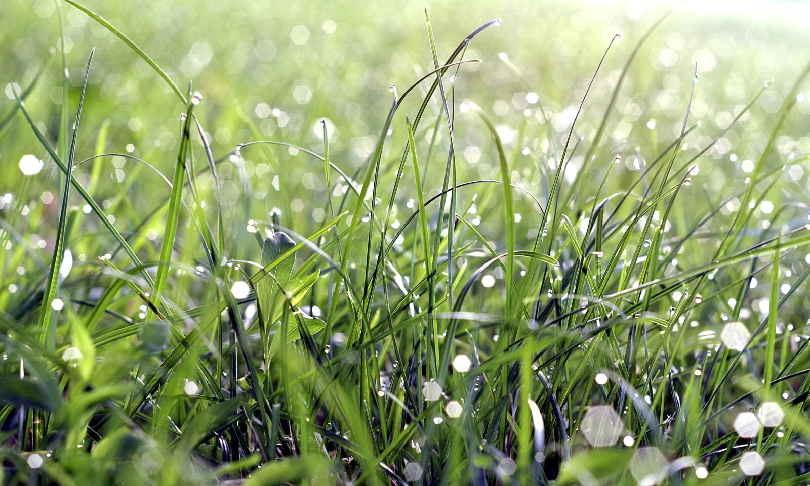 Pentax K-S2 sample photo. Grass, rosa, drops photography