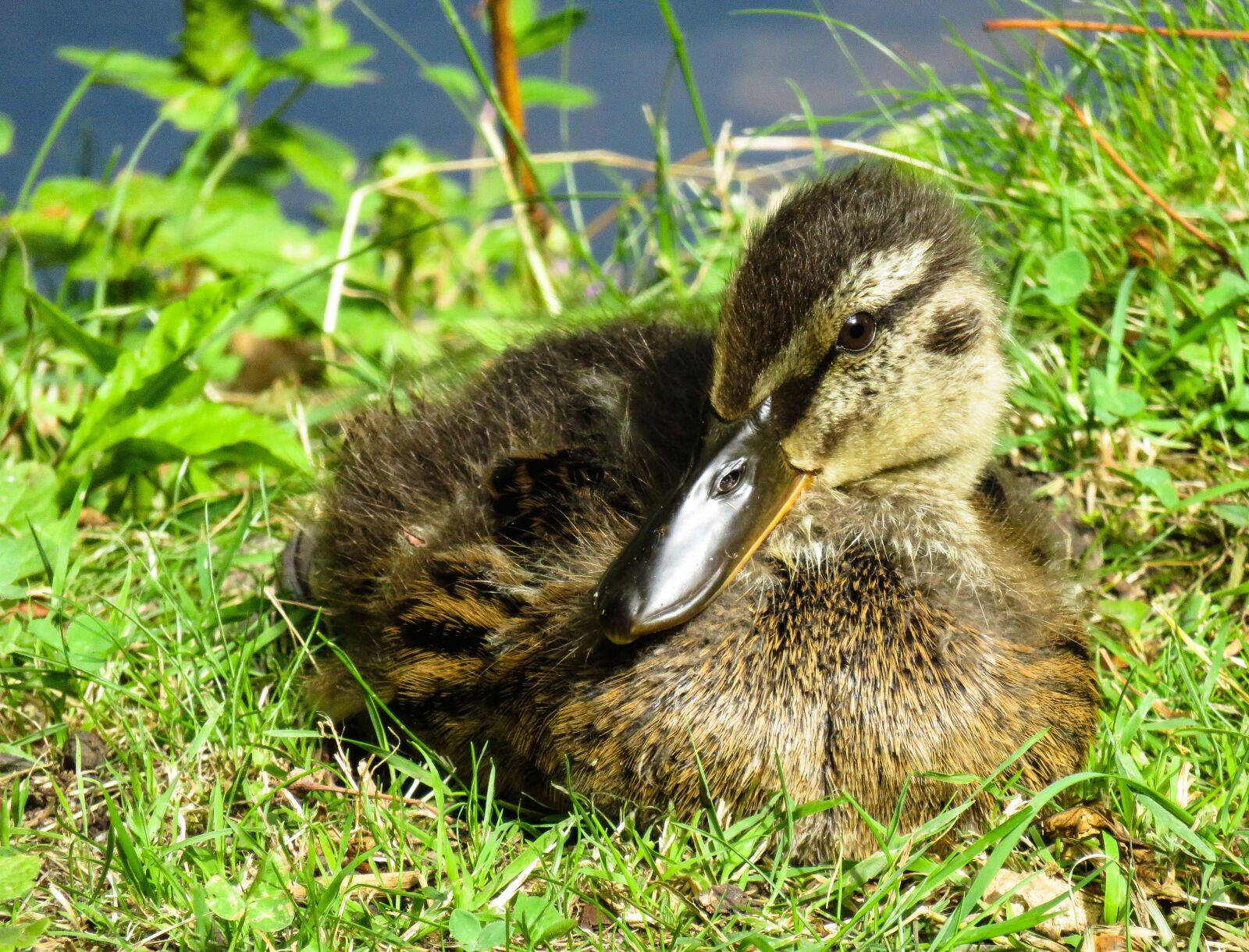 Canon PowerShot SX710 HS sample photo. Animal, nature, duck photography