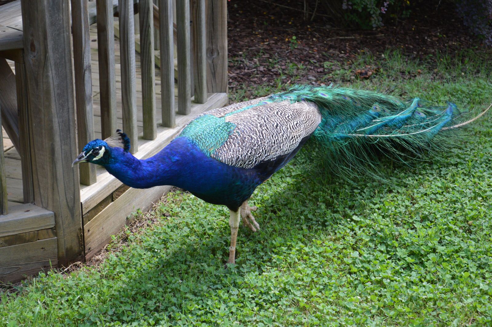 Nikon D3200 sample photo. Peacock, bird, feather photography