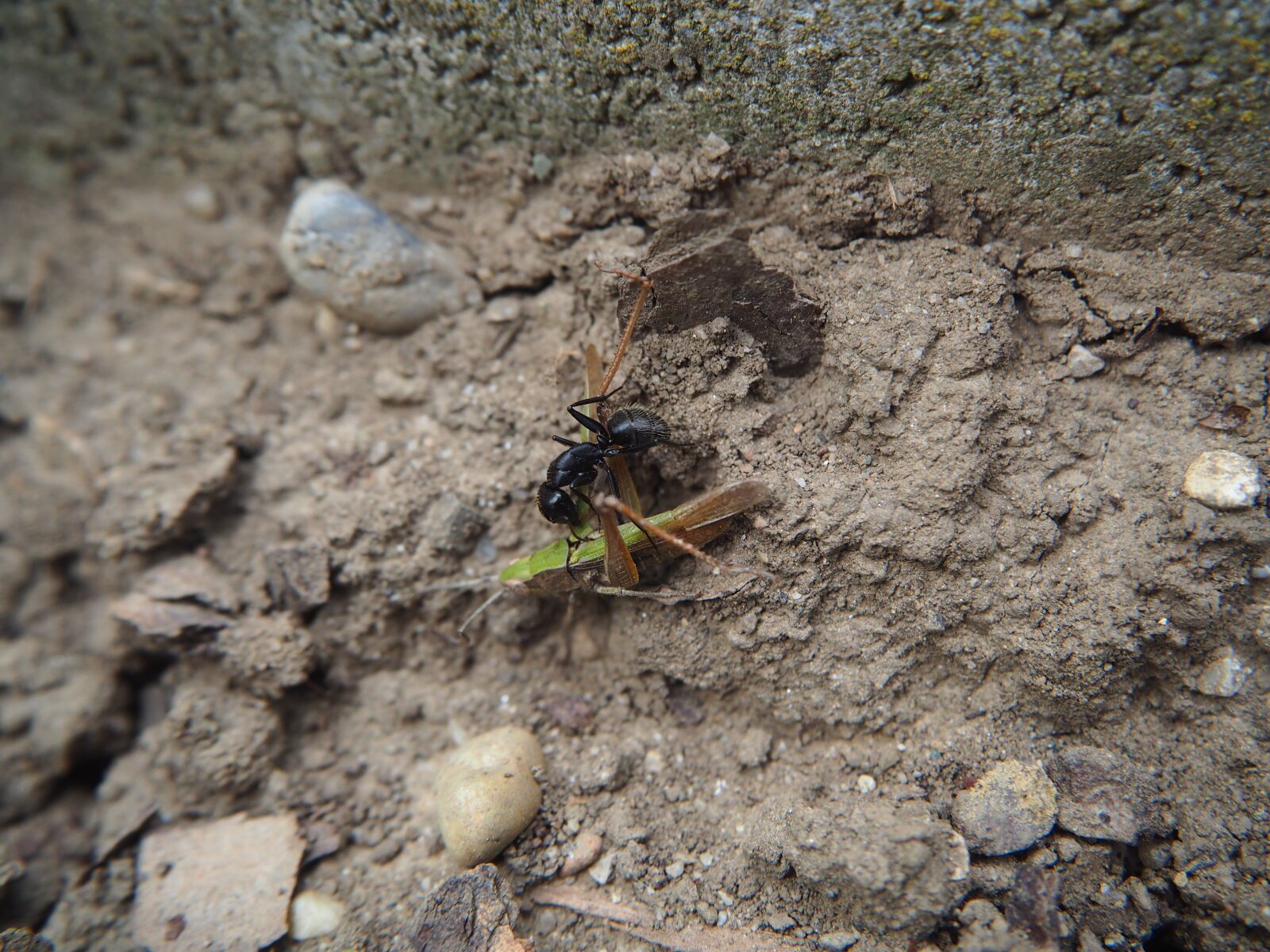 Olympus OM-D E-M10 sample photo. Ant, eat, nature photography
