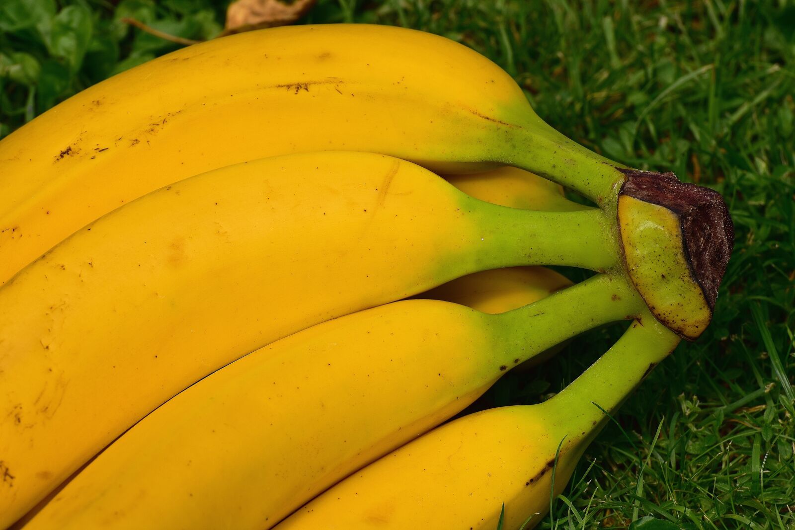 Nikon D7200 sample photo. Bananas, fruits, fruit photography