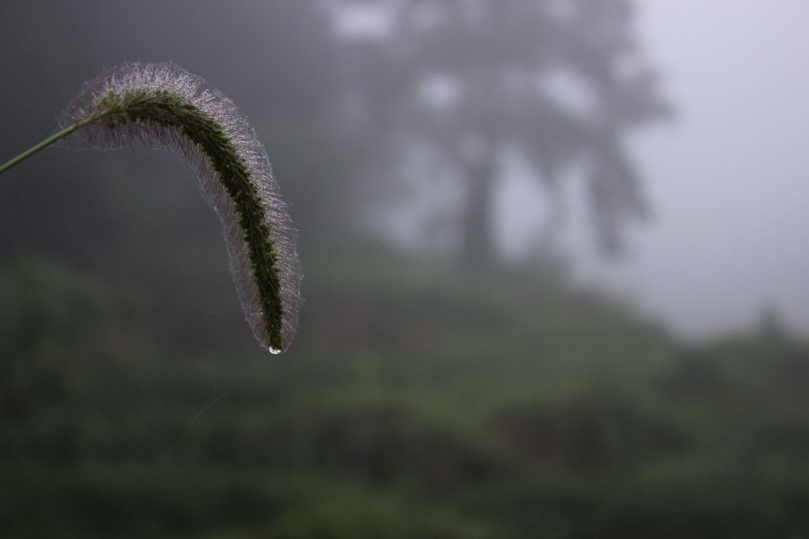 Canon EOS 600D (Rebel EOS T3i / EOS Kiss X5) sample photo. Plant, the dog's tail photography