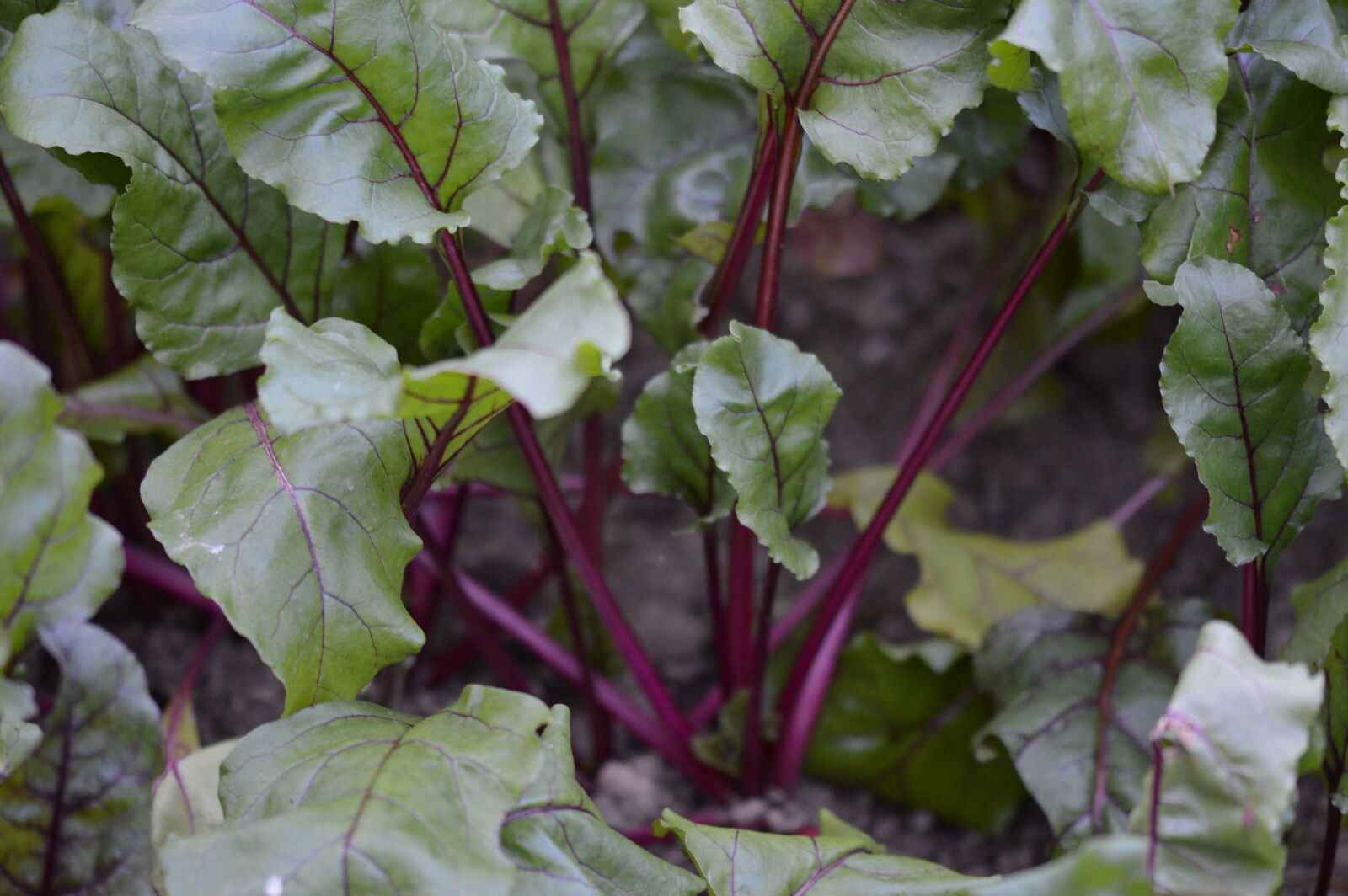 Sigma 105mm F2.8 EX DG OS HSM sample photo. Allotment, beetroot, giy photography