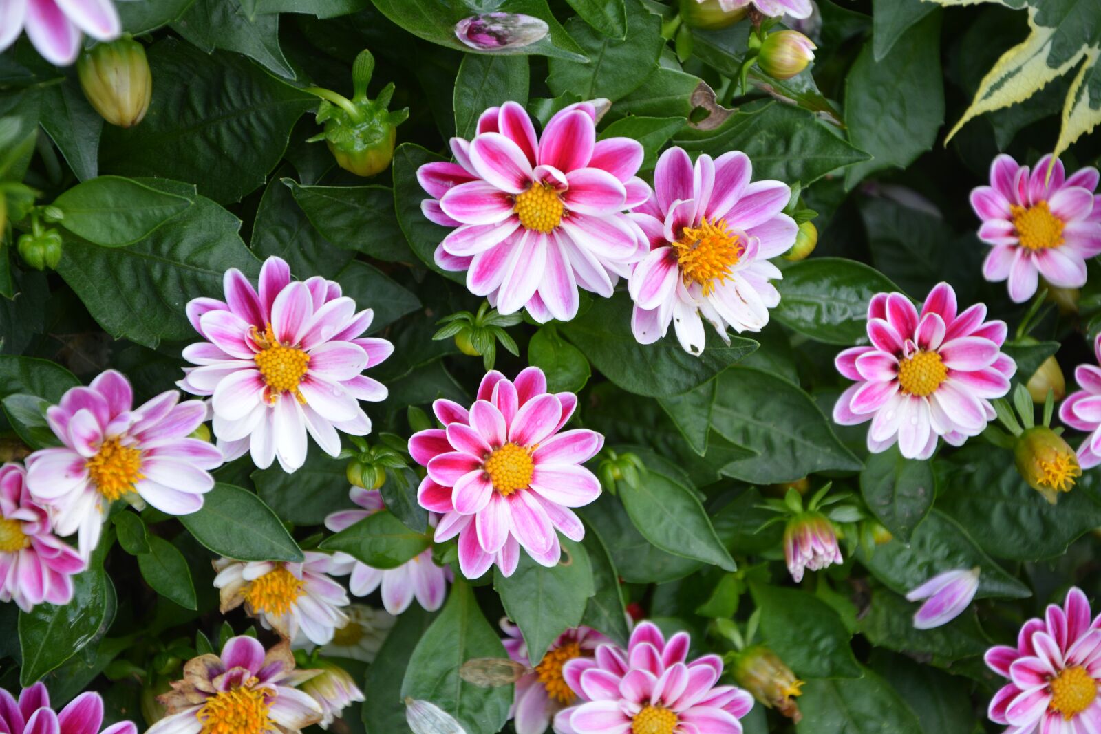 Nikon D5200 sample photo. Flowers, massif, parterre photography