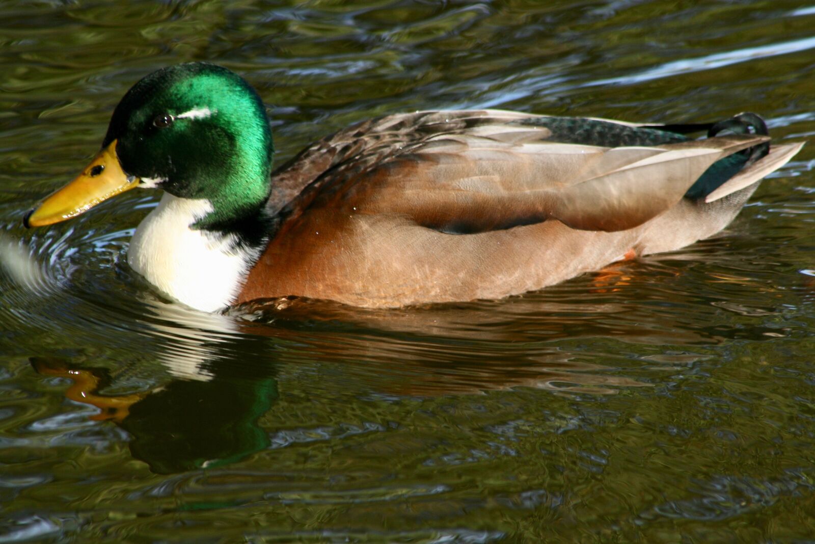 Canon EOS 400D (EOS Digital Rebel XTi / EOS Kiss Digital X) sample photo. Duck, water bird, mallard photography