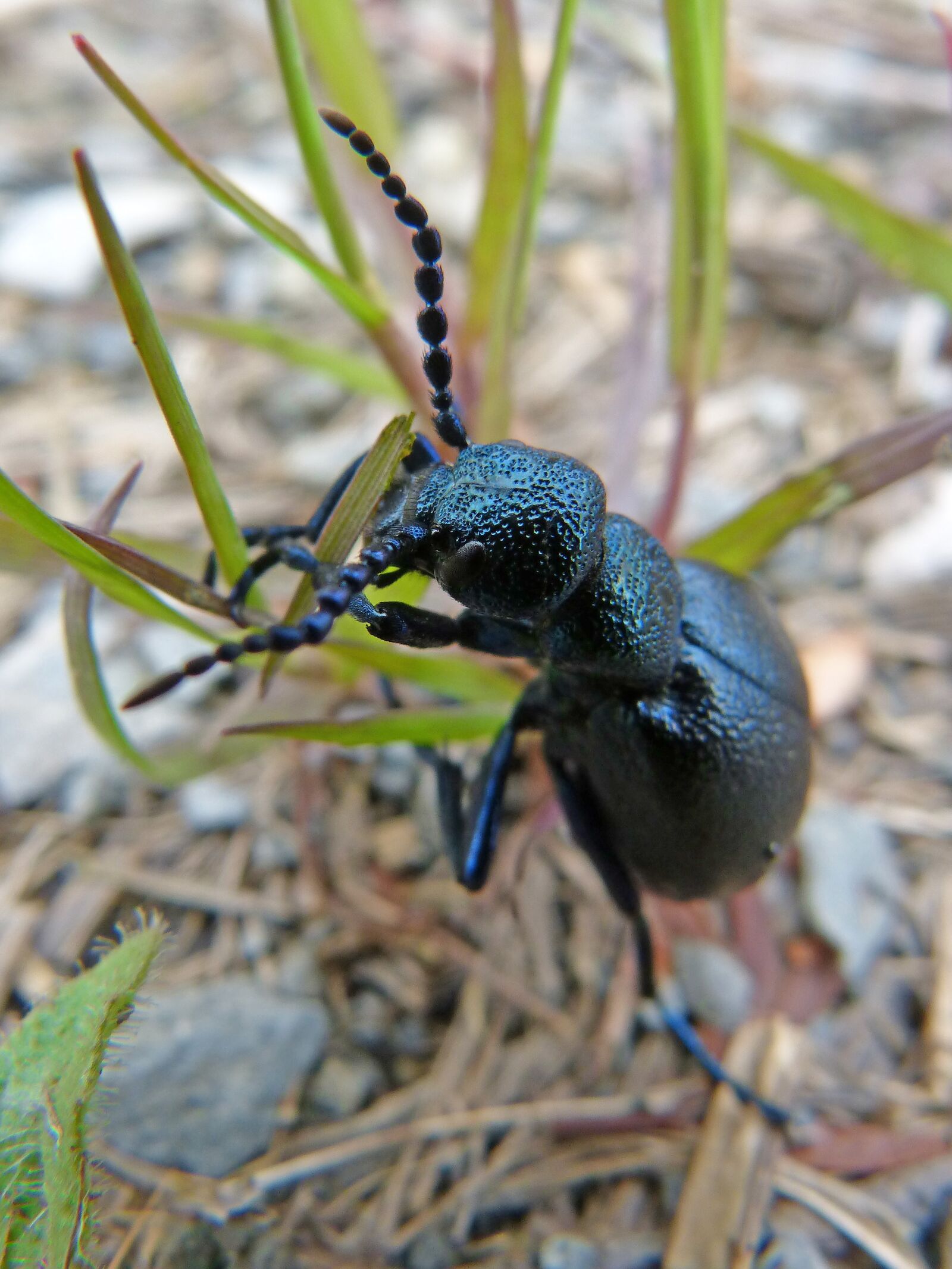 Panasonic DMC-FZ62 sample photo. Beetle, metallized, shimmering photography
