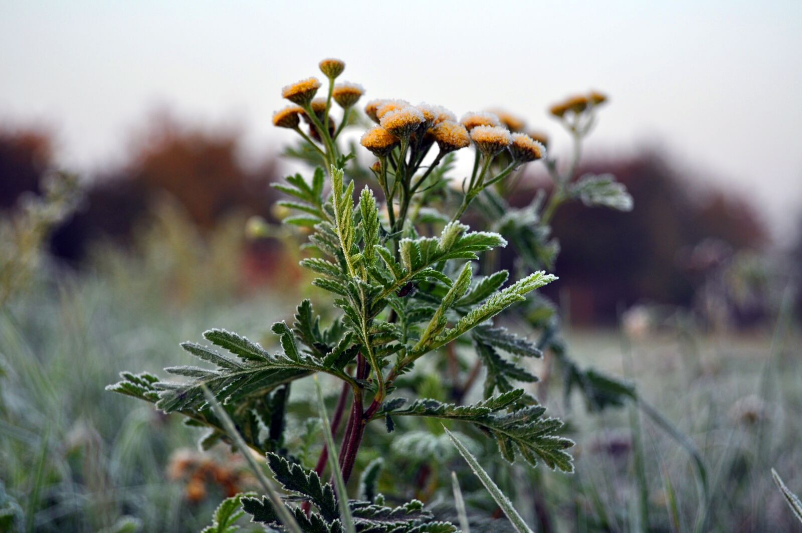 Nikon D5000 sample photo. Rheinfarn, autumn, winter photography