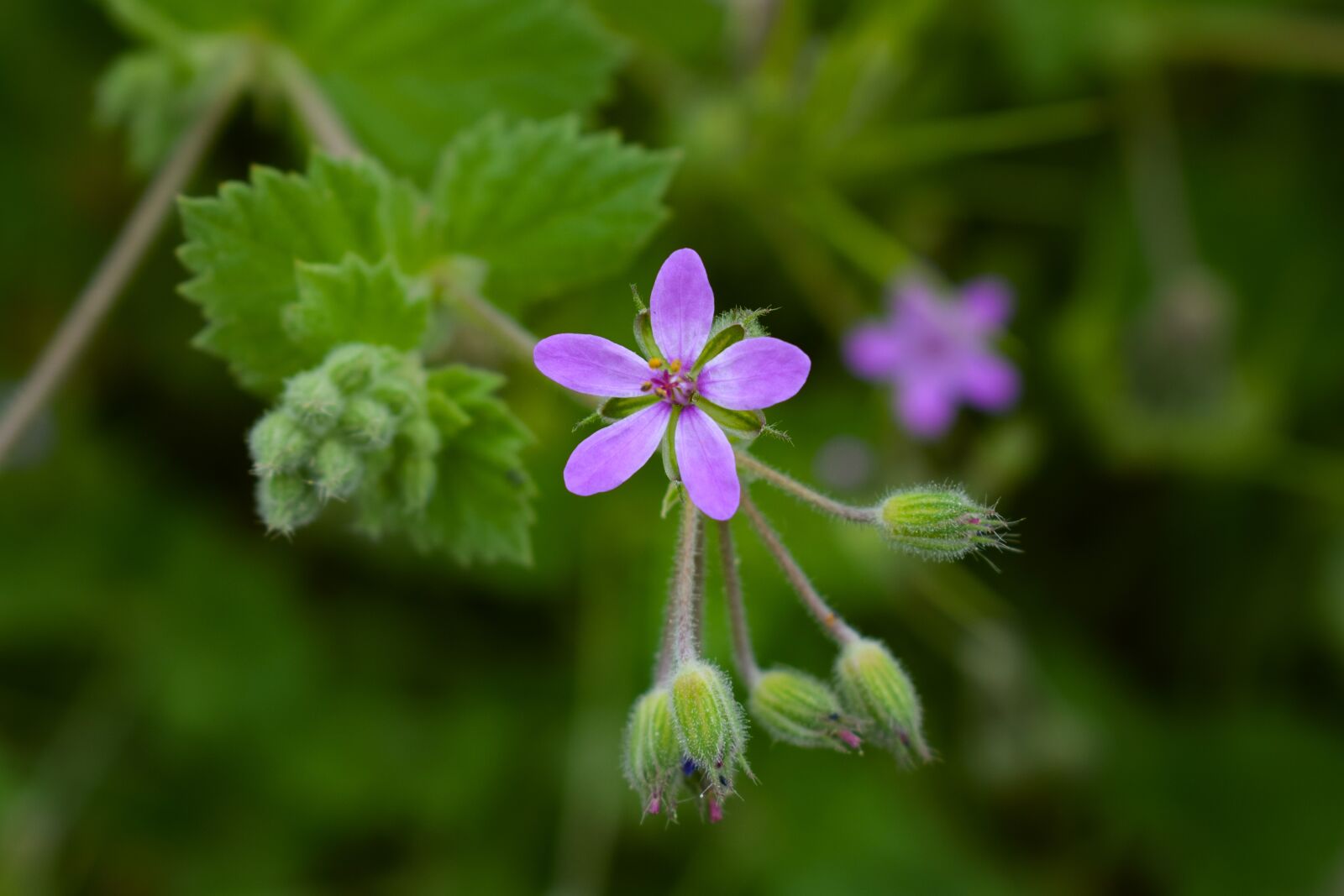 Nikon D3300 sample photo. Wildflower, nature, flower photography