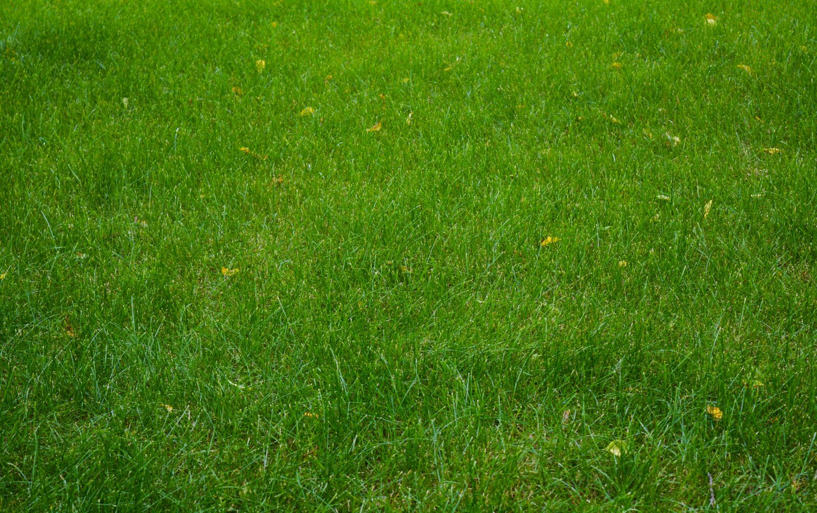 Nikon D3200 sample photo. Lawn, grass, field photography