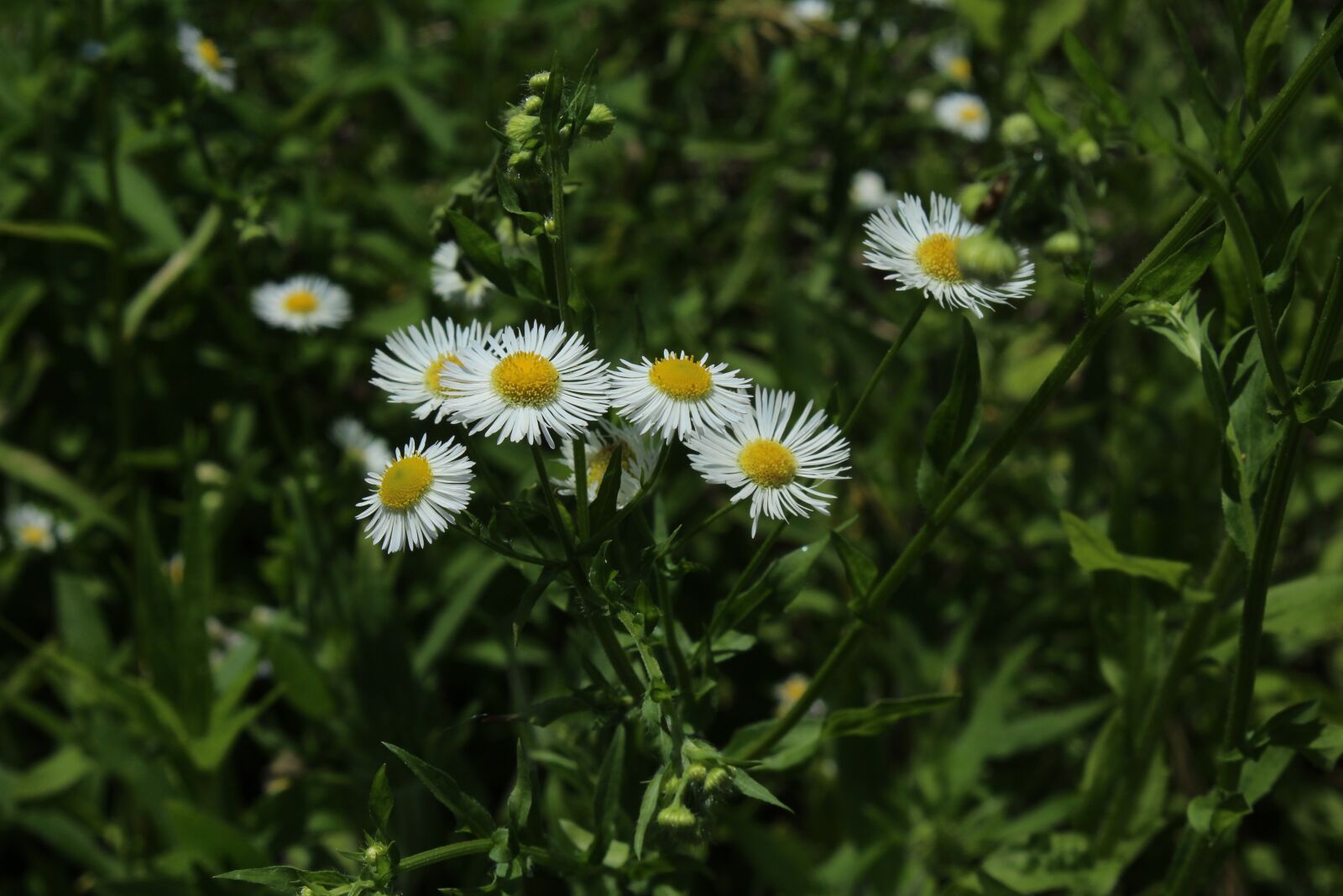 Canon EOS 1200D (EOS Rebel T5 / EOS Kiss X70 / EOS Hi) sample photo. White, daisy, flower photography
