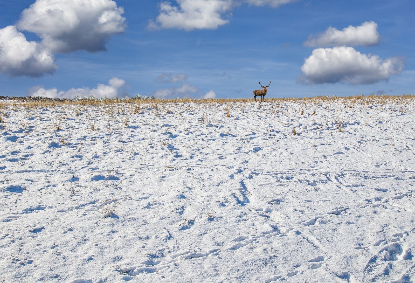 Nikon D3100 sample photo. Landscape, snow, winter photography