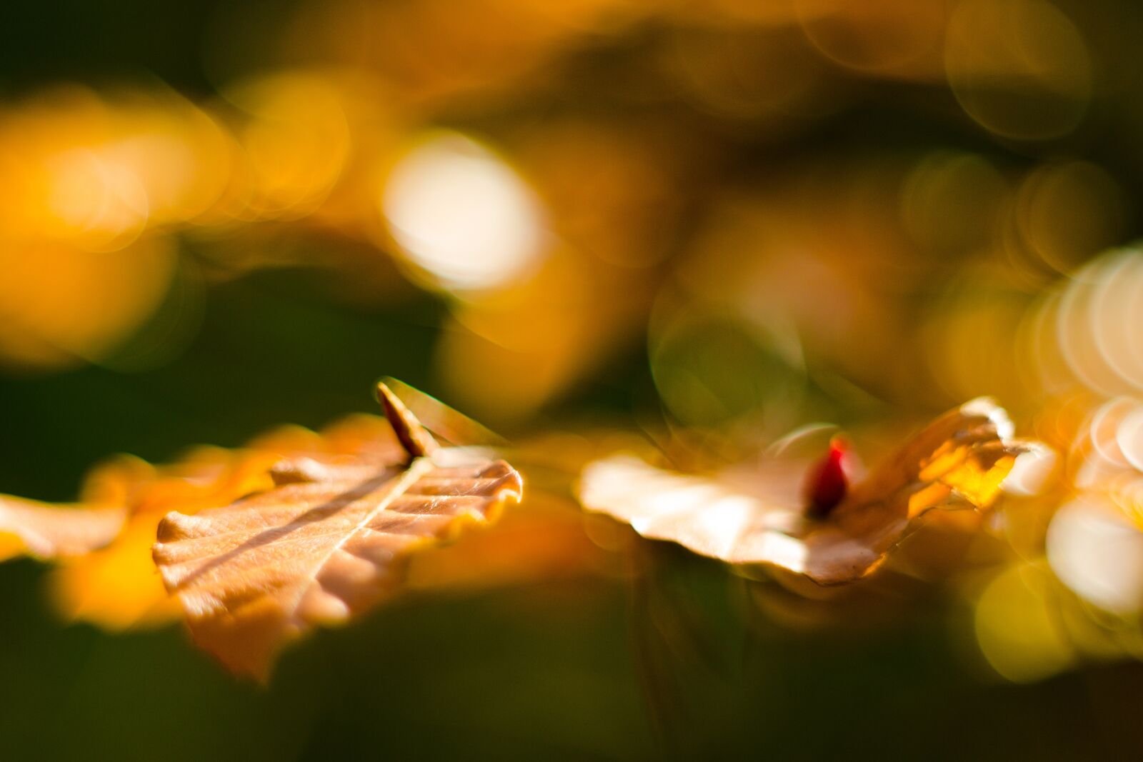 Nikon D7000 sample photo. Country, nature, tree photography