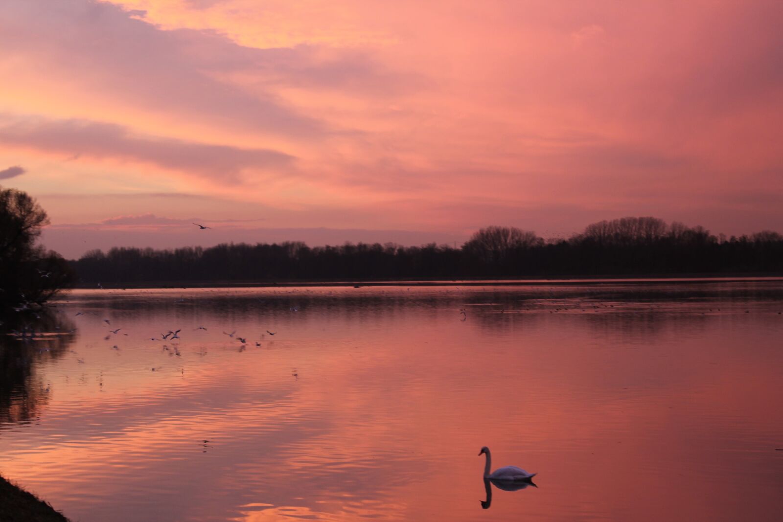 Canon EOS 1100D (EOS Rebel T3 / EOS Kiss X50) sample photo. Sunset, swan, lake photography