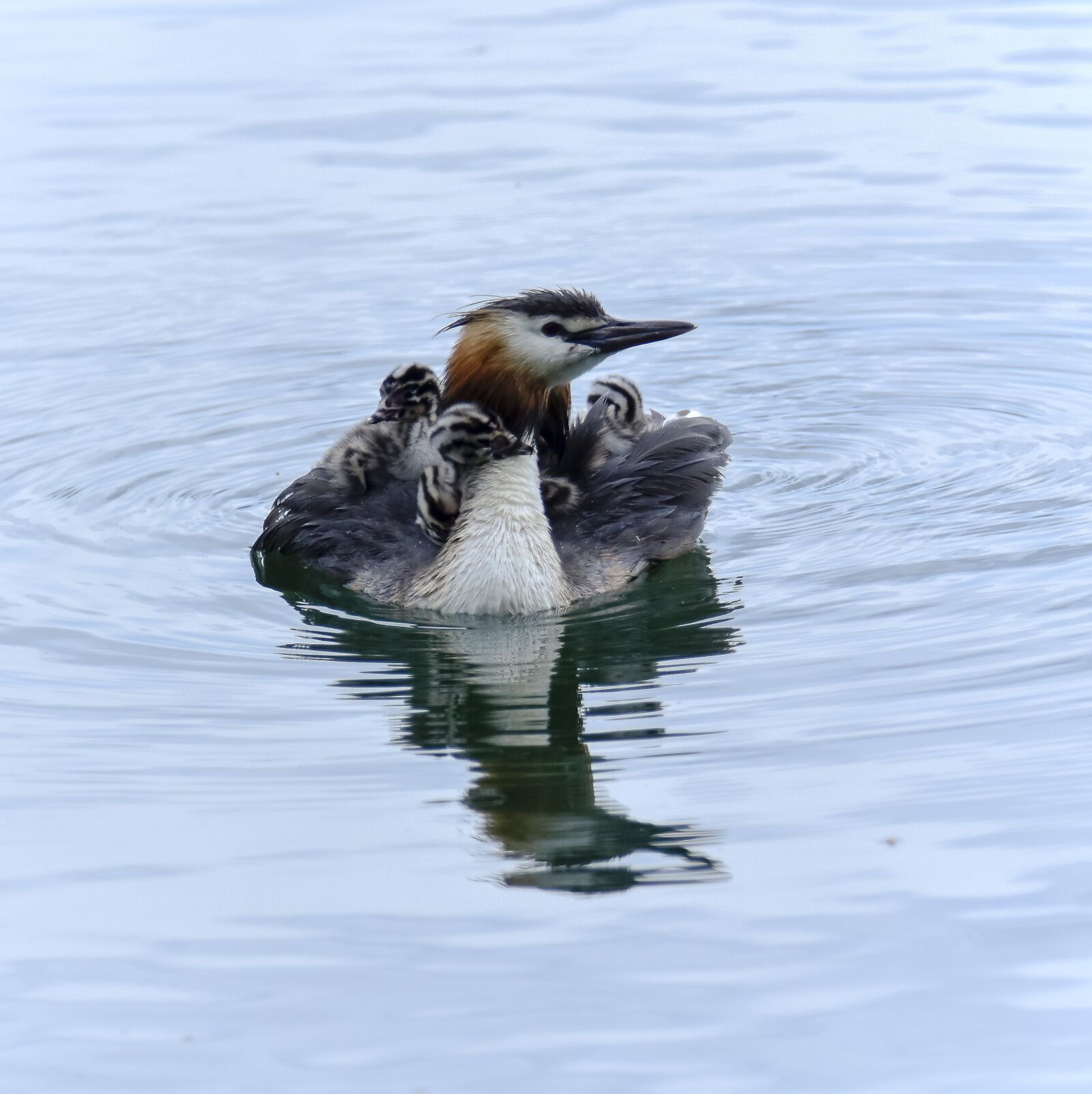 Nikon D7200 sample photo. Birds, lake, nature photography