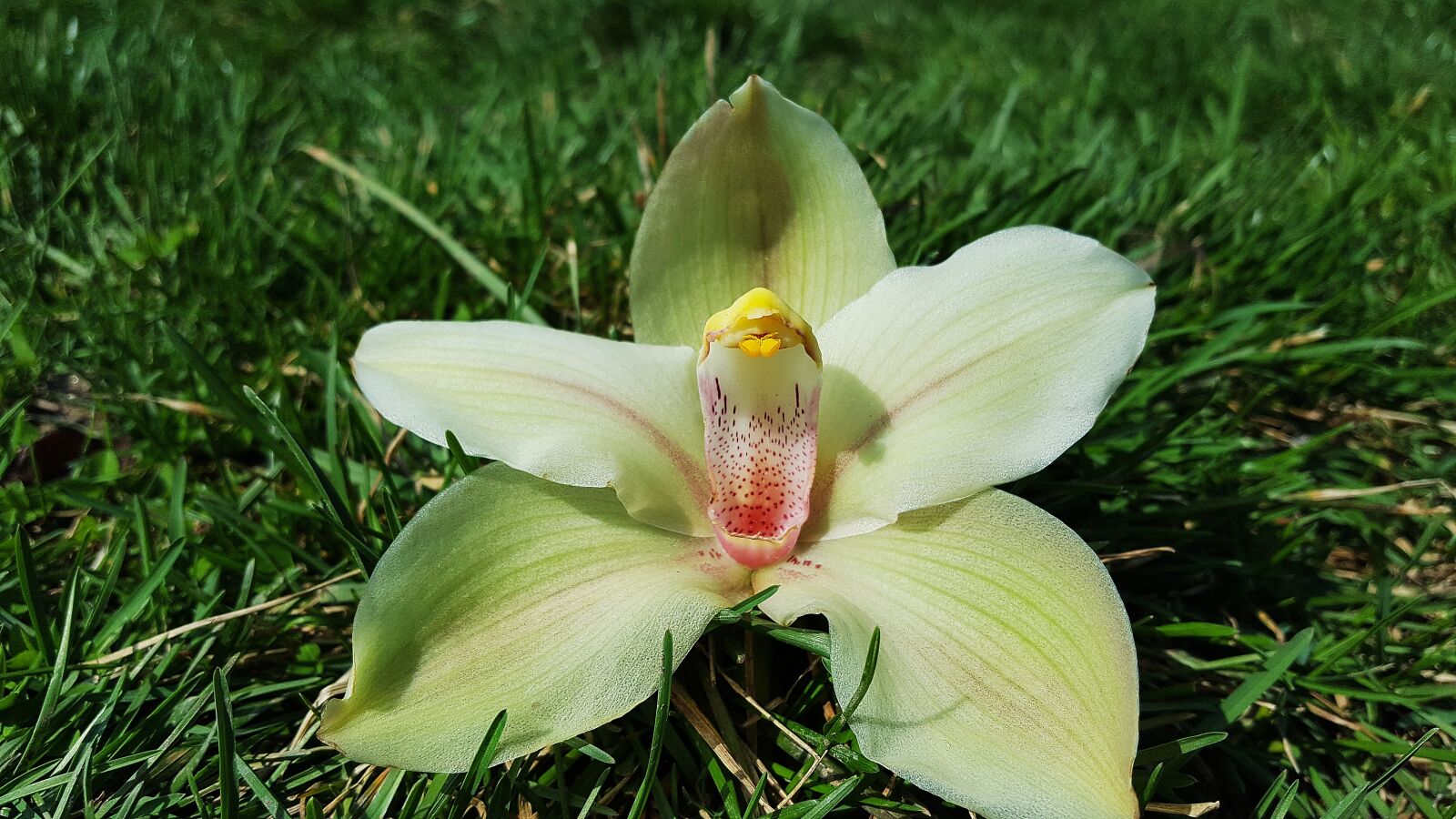 Samsung Galaxy S6 sample photo. Orchid, orchid flower, yellow photography