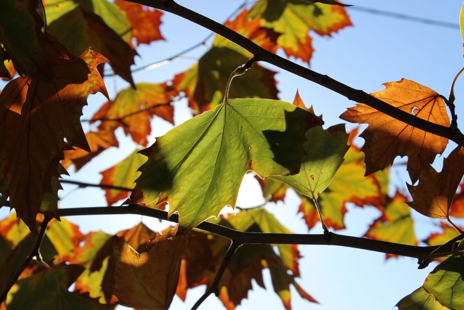 Canon EOS 600D (Rebel EOS T3i / EOS Kiss X5) sample photo. Autumn, leaves, sun photography