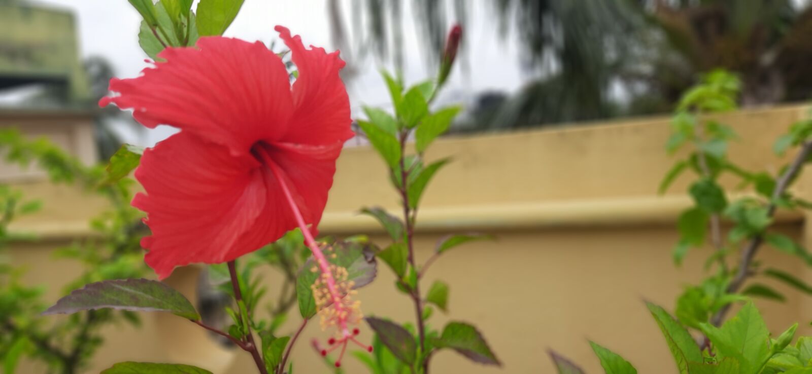 Samsung SM-M215F sample photo. Flower, hibiscus, blossom photography
