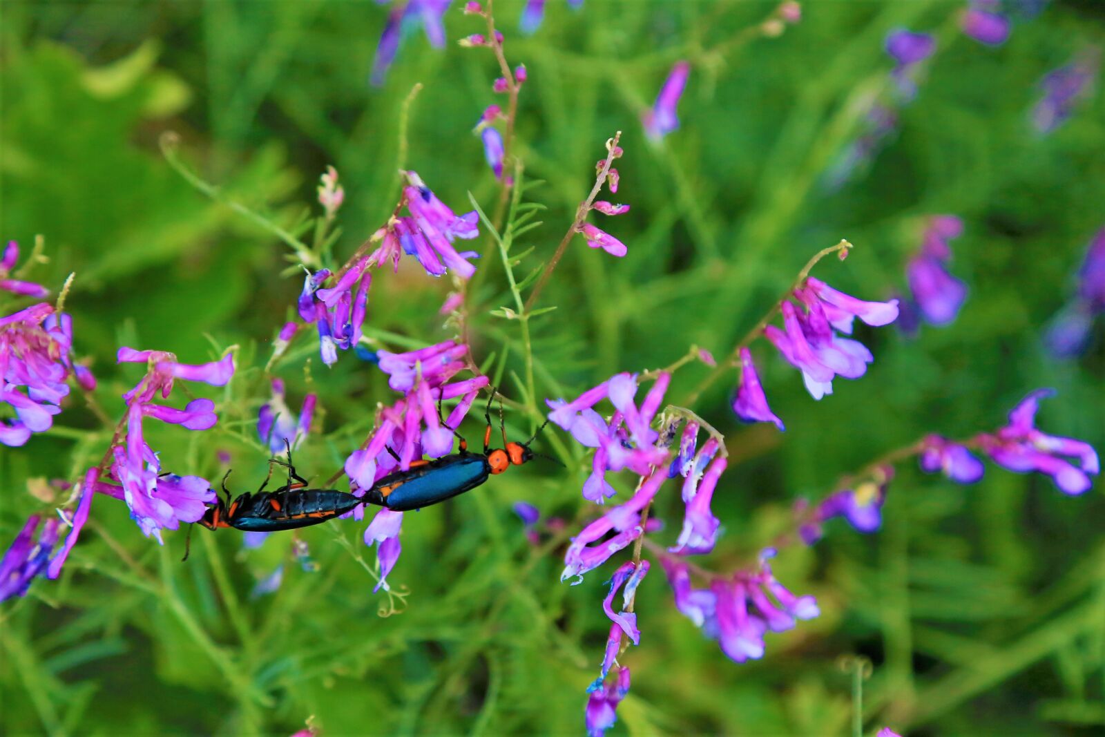 Canon EOS 5D Mark III sample photo. Insects, nature, green photography